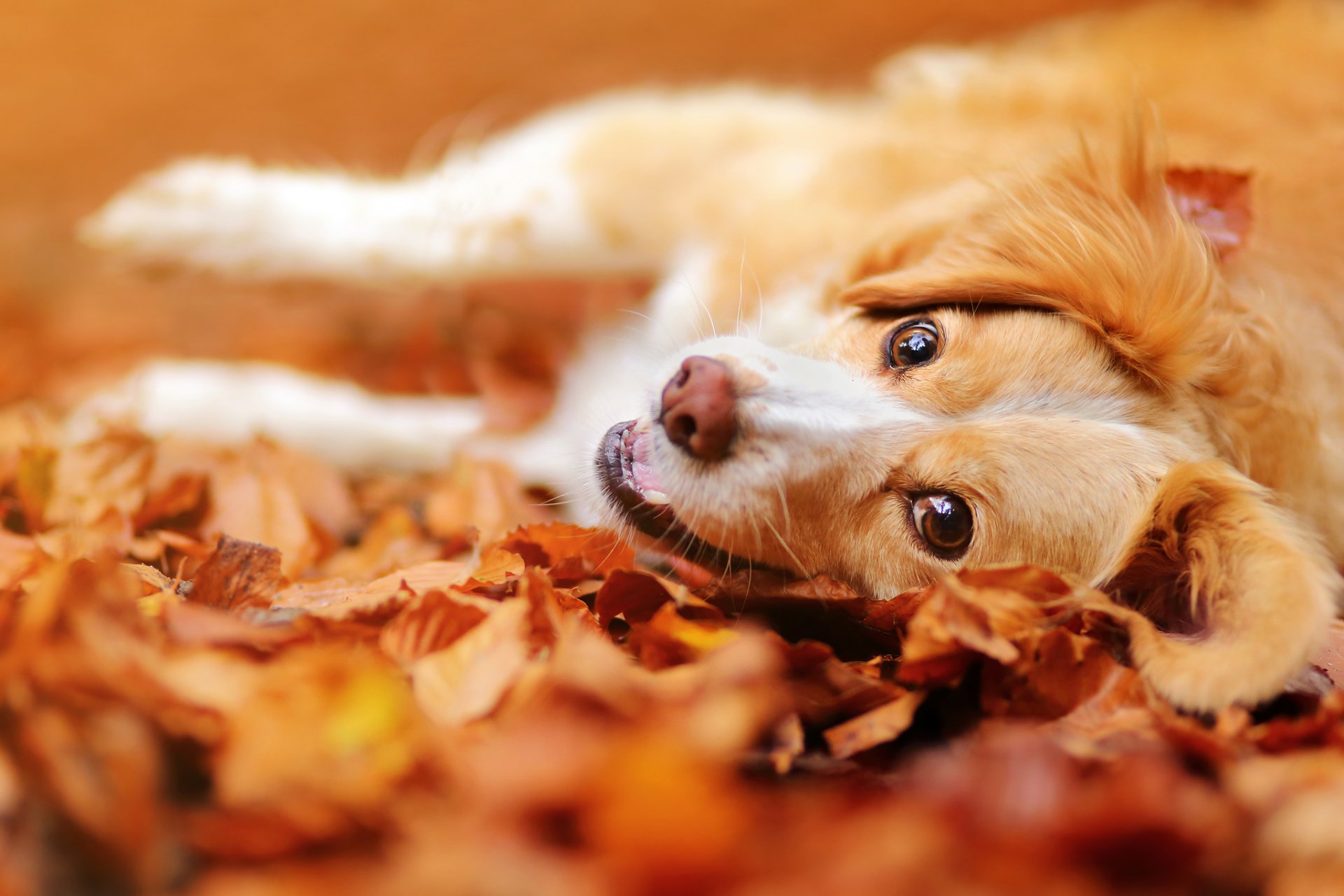 cane muso sguardo umore foglie autunno