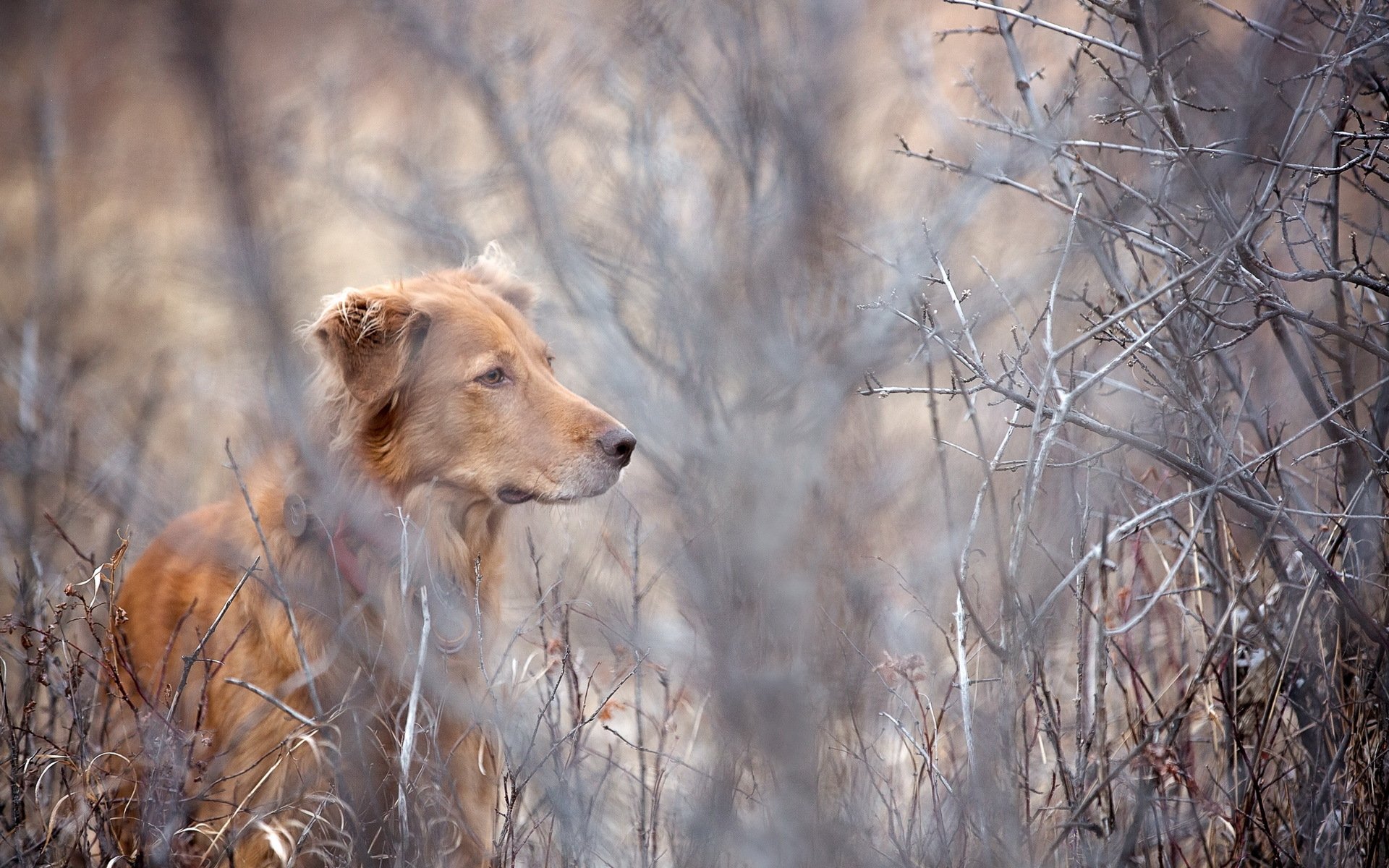 hund blick freund