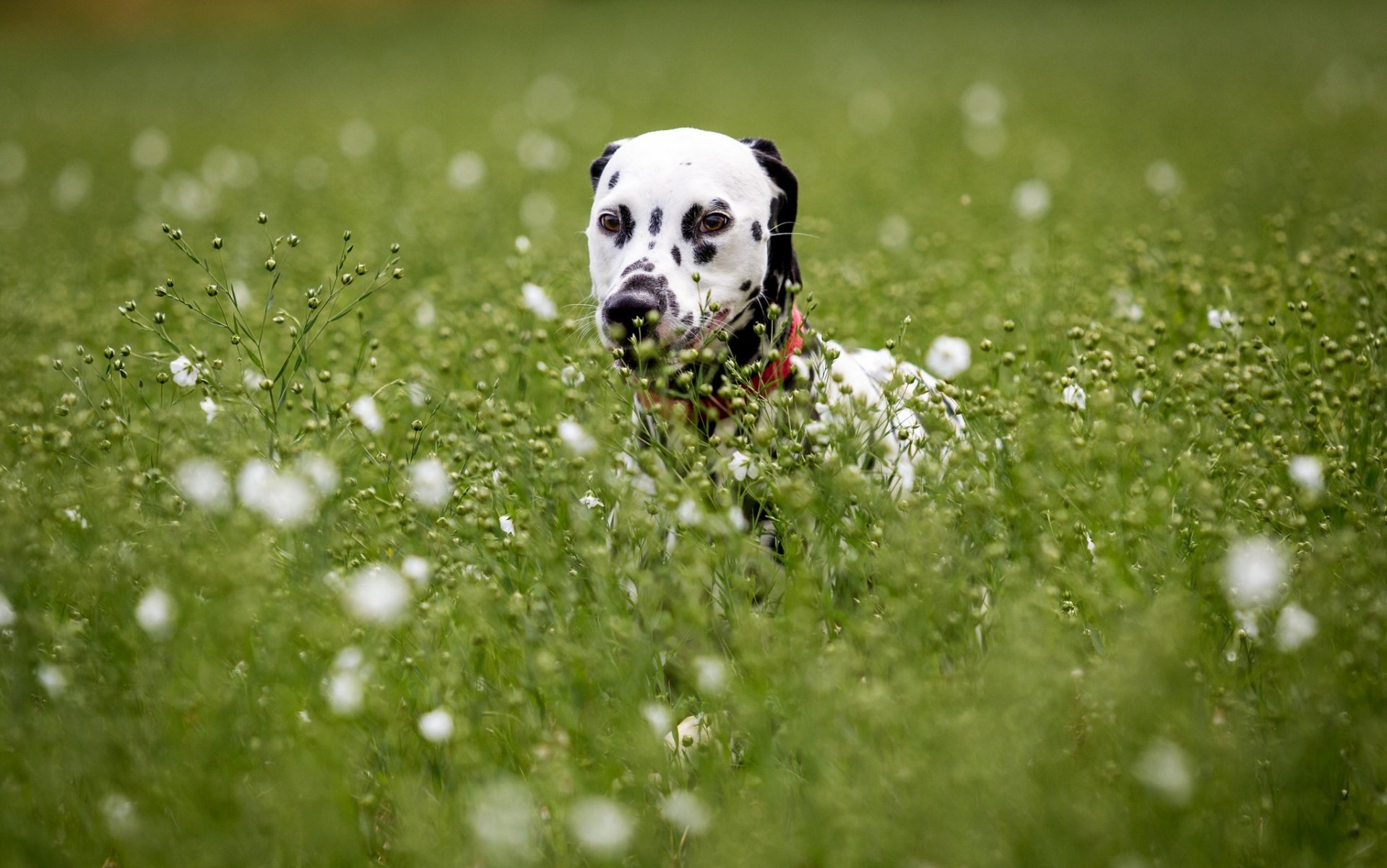 chien vue ami dalmatien