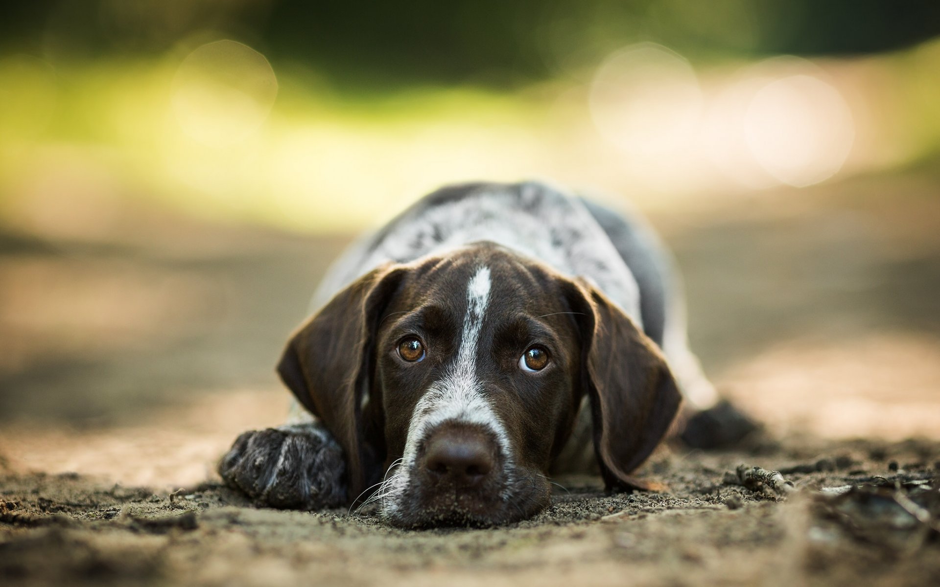 chien museau regard