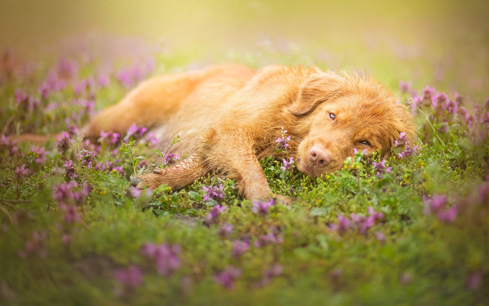 perro mirada descanso flores