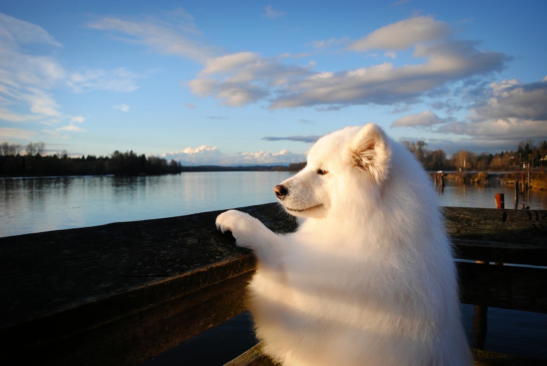 samoyedo perro río