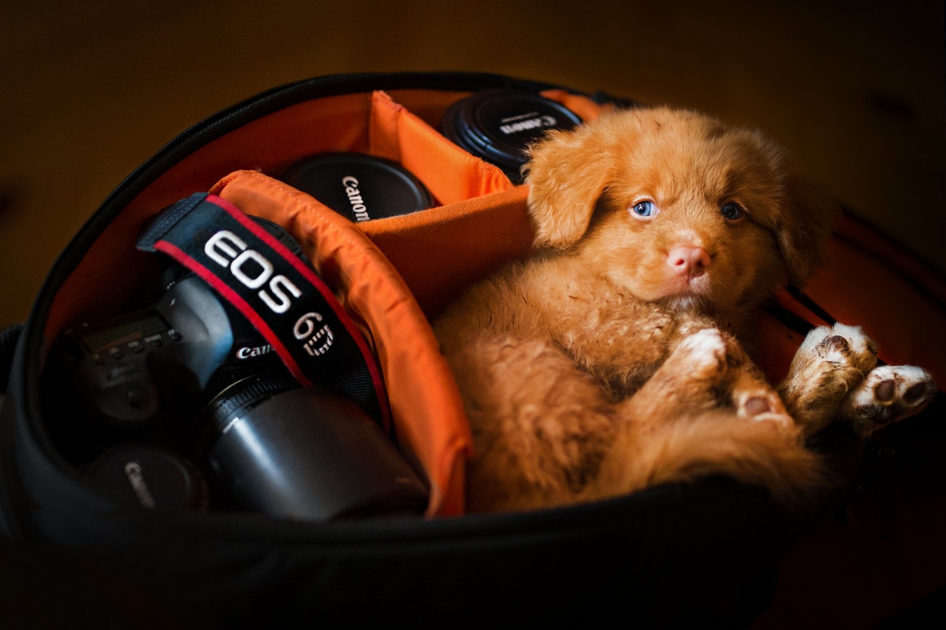 nova scotia duck tolling retriever dog puppy trunk a camera