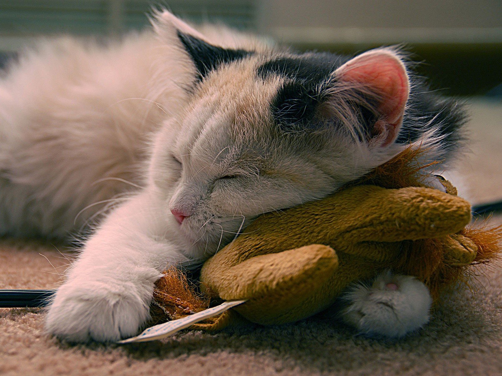 leeping happiness cat