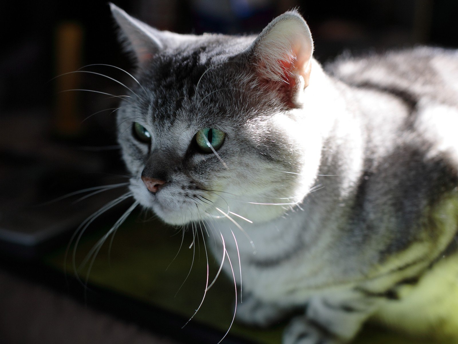 chat moustache regard