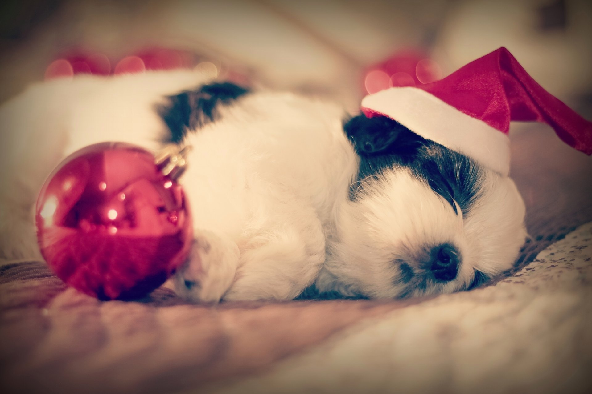 shih tzu perro cachorro dormir dormir gorra bola bebé