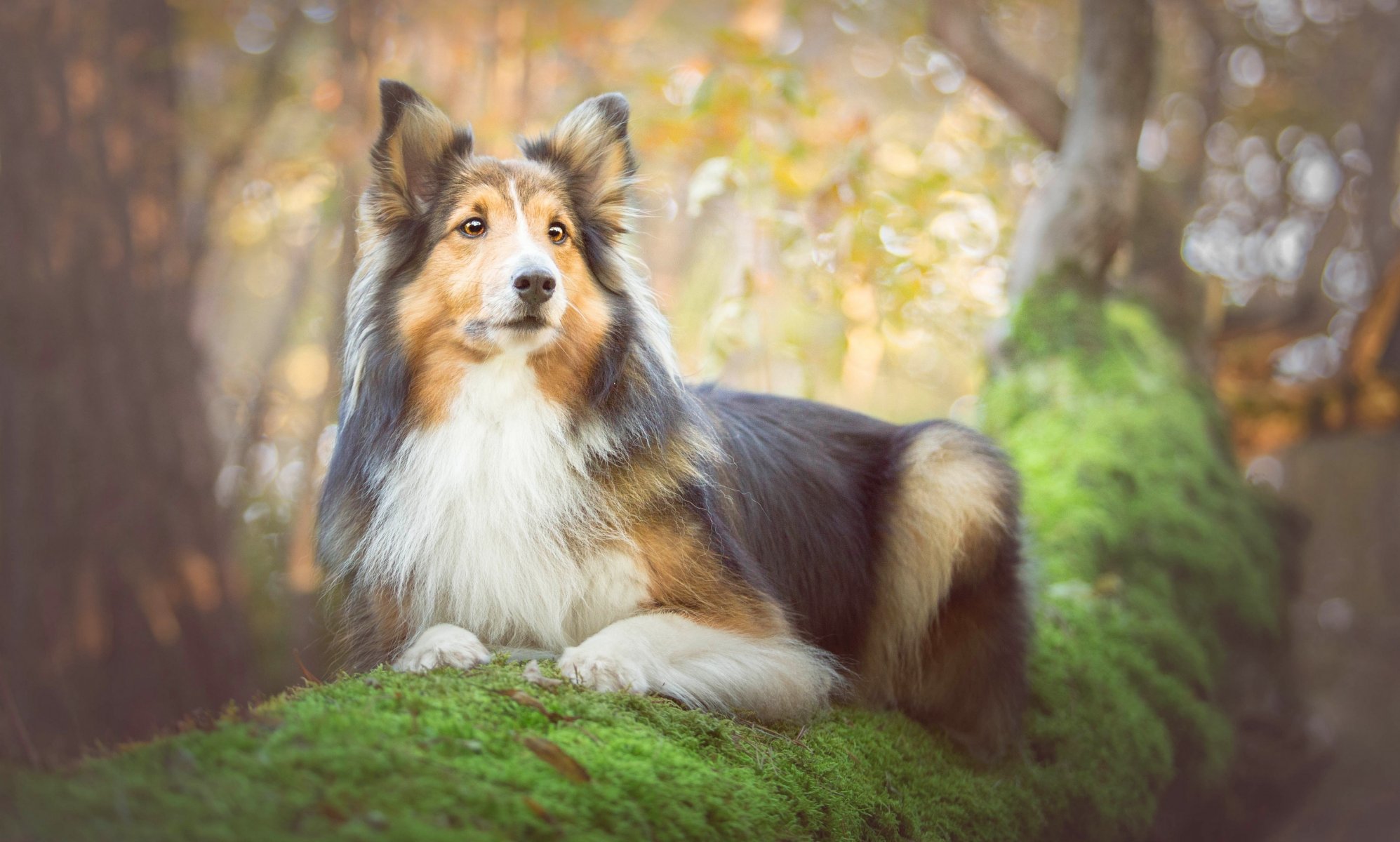 collie chien arbre mousse portrait