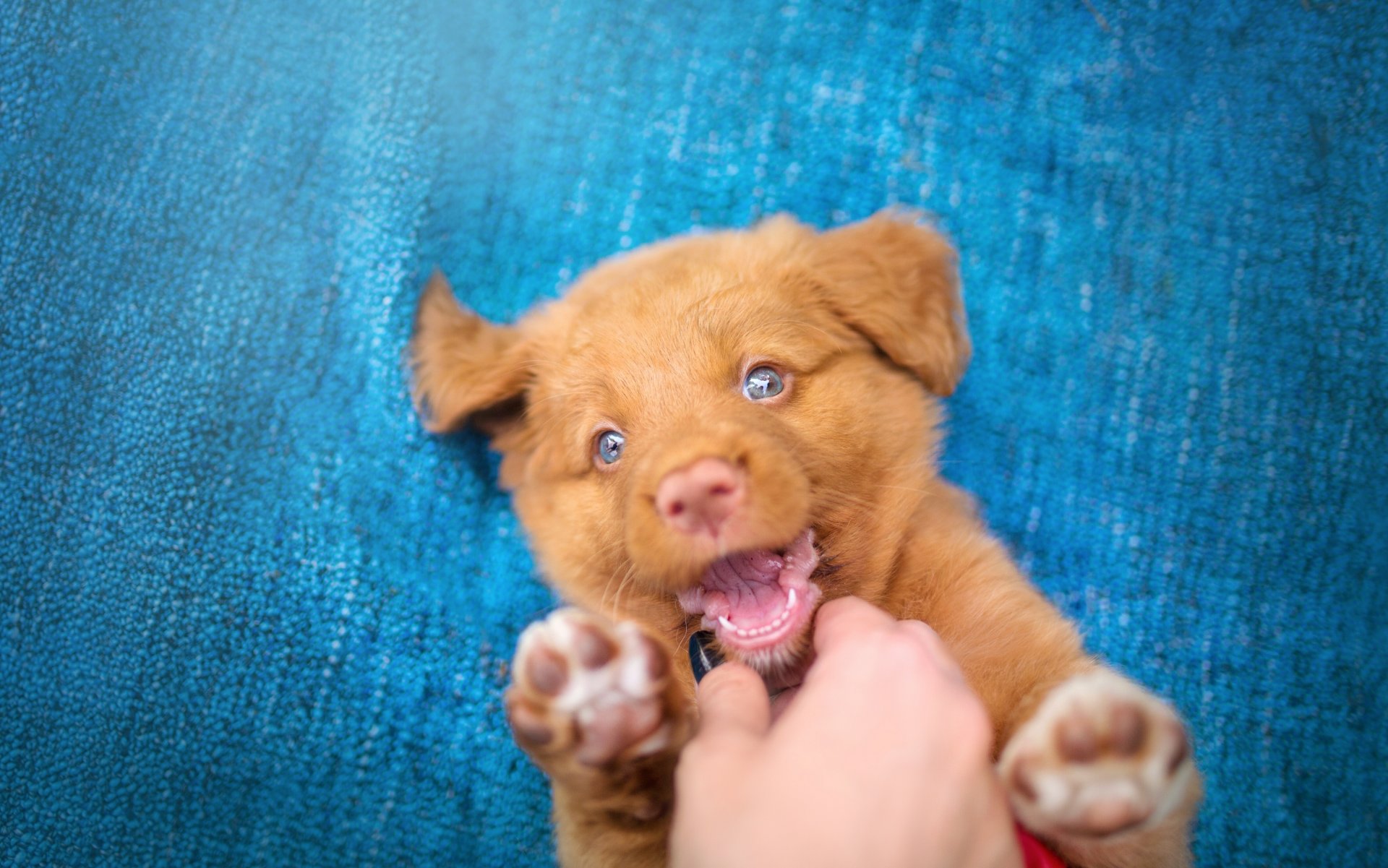 nova scotia duck tolling retriever dog puppy happiness mood