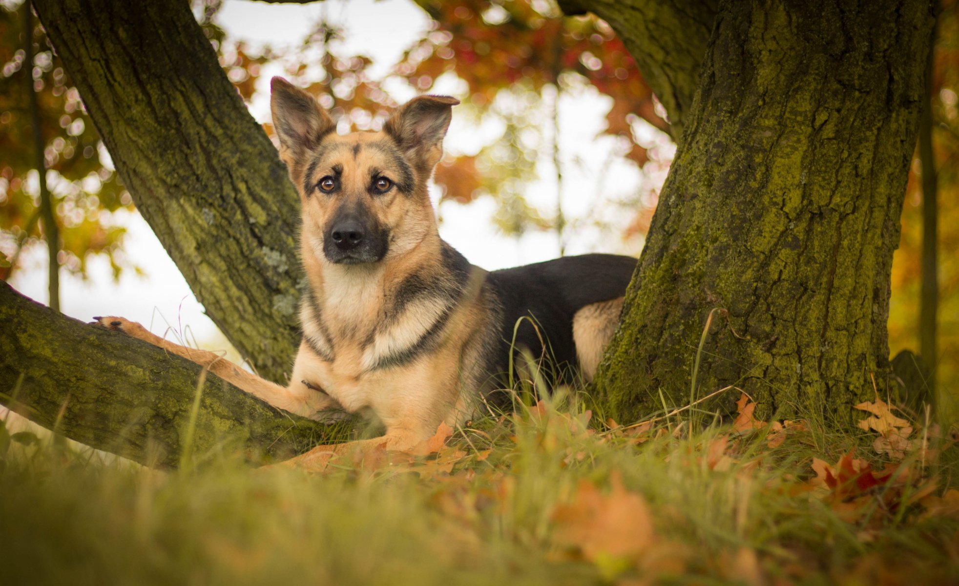 pastore tedesco pastore cane vista foglie albero