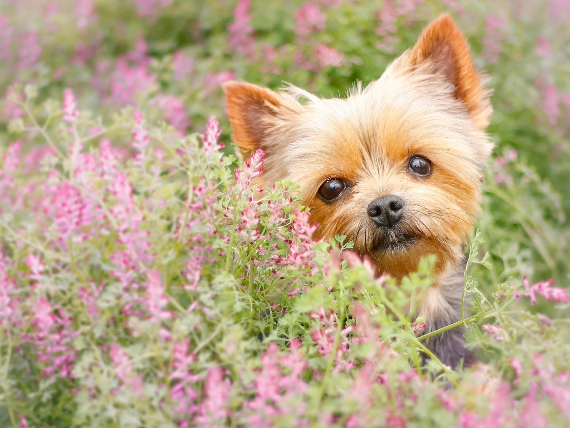 yorkshire terrier york pies twarz spojrzenie kwiaty