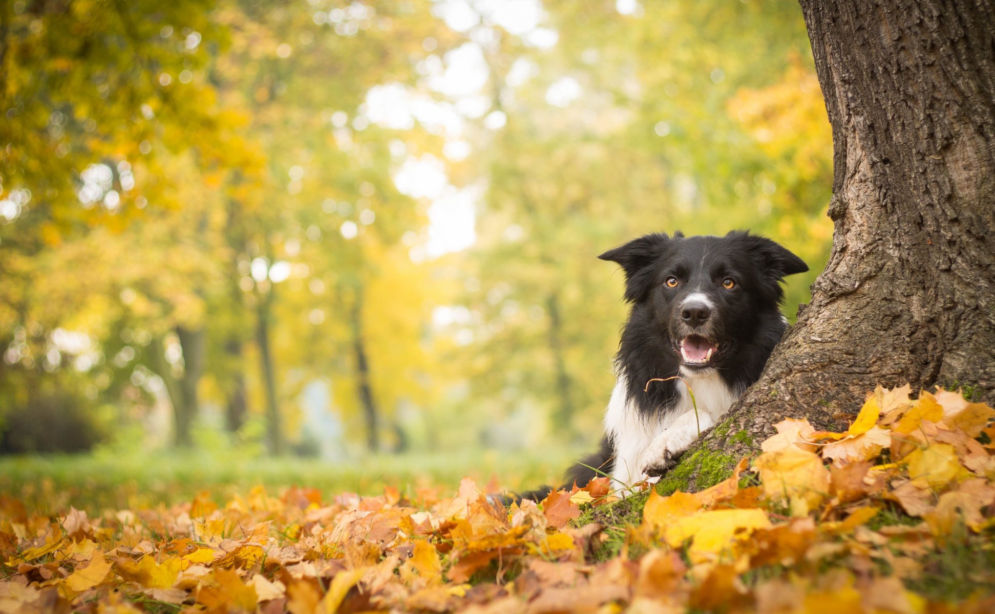 hund baum herbst blätter