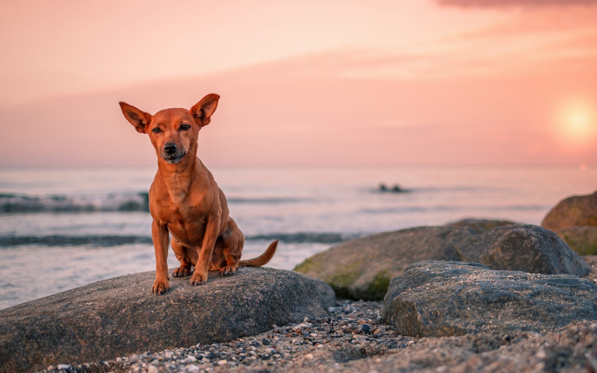 perro vista amigo mar puesta de sol