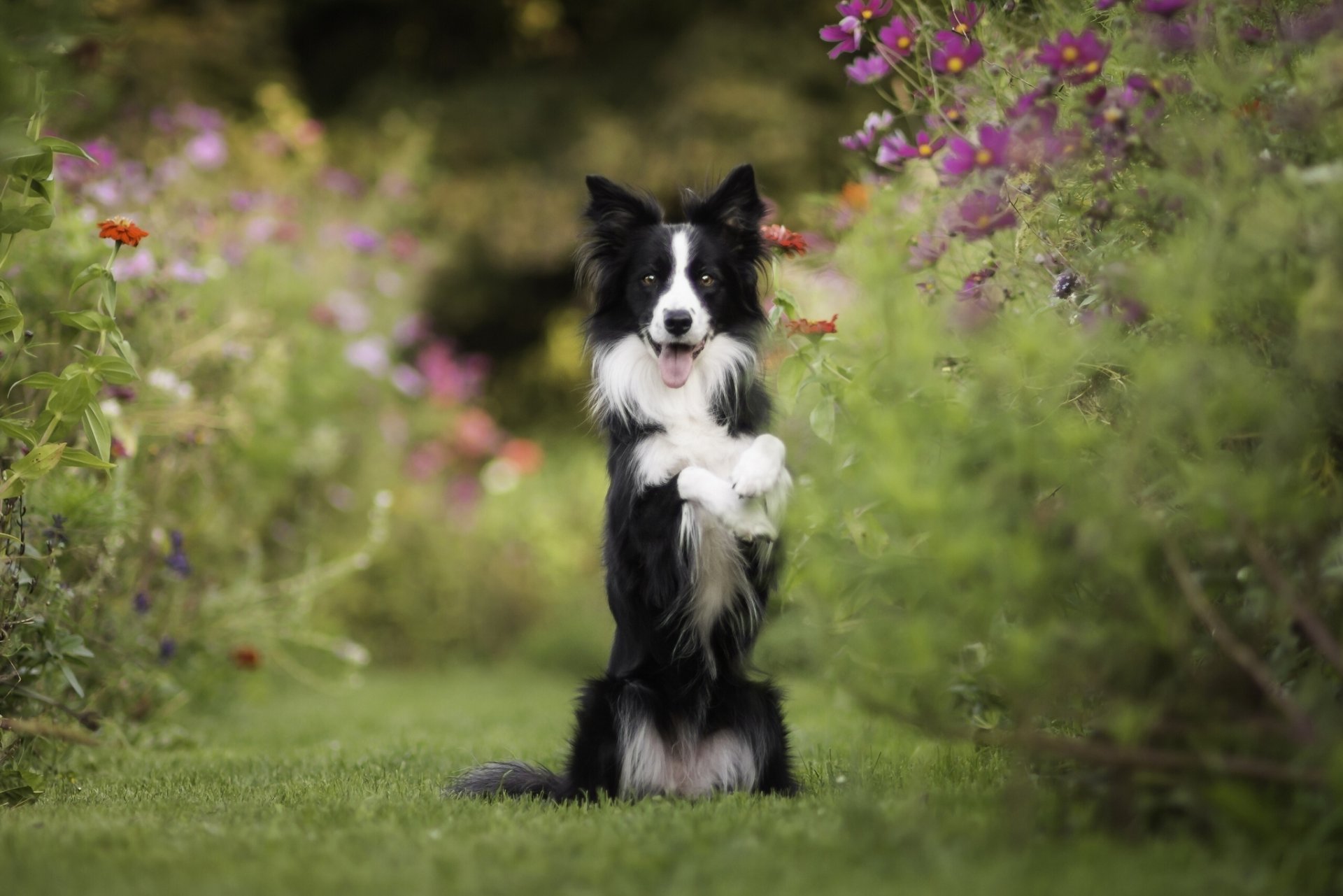 border collie chien stand humeur fleurs cosmea