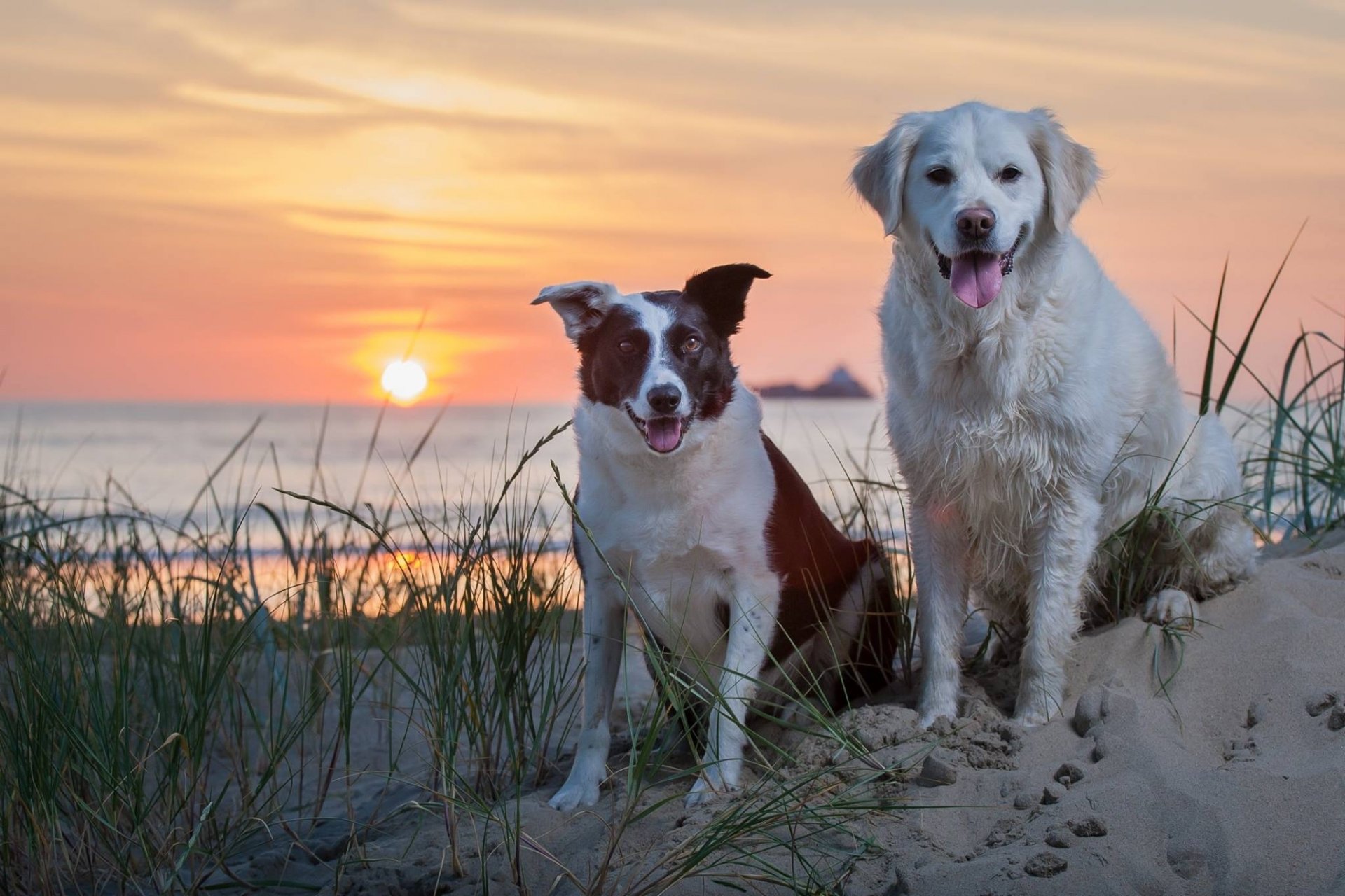 perros puesta de sol mar arena