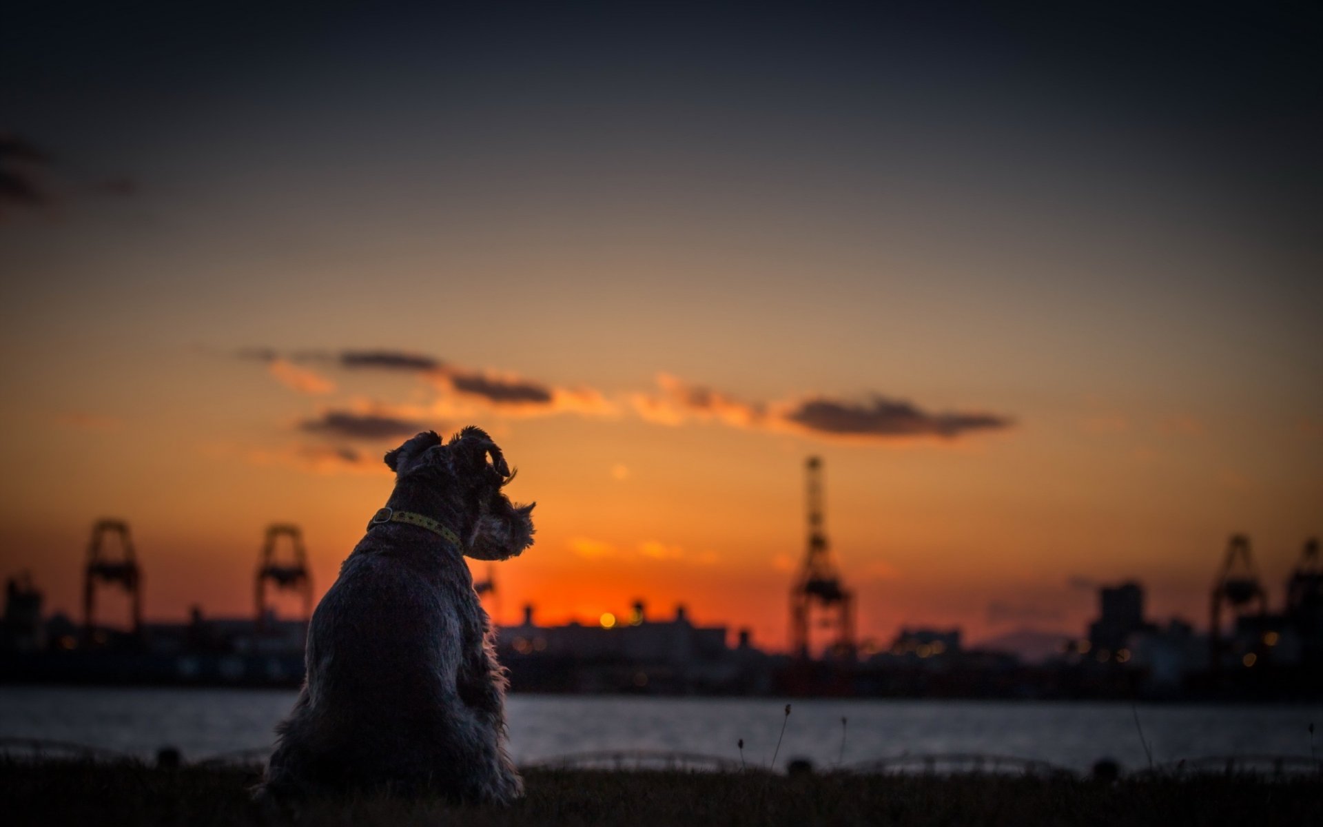 chien terrier coucher de soleil horizon