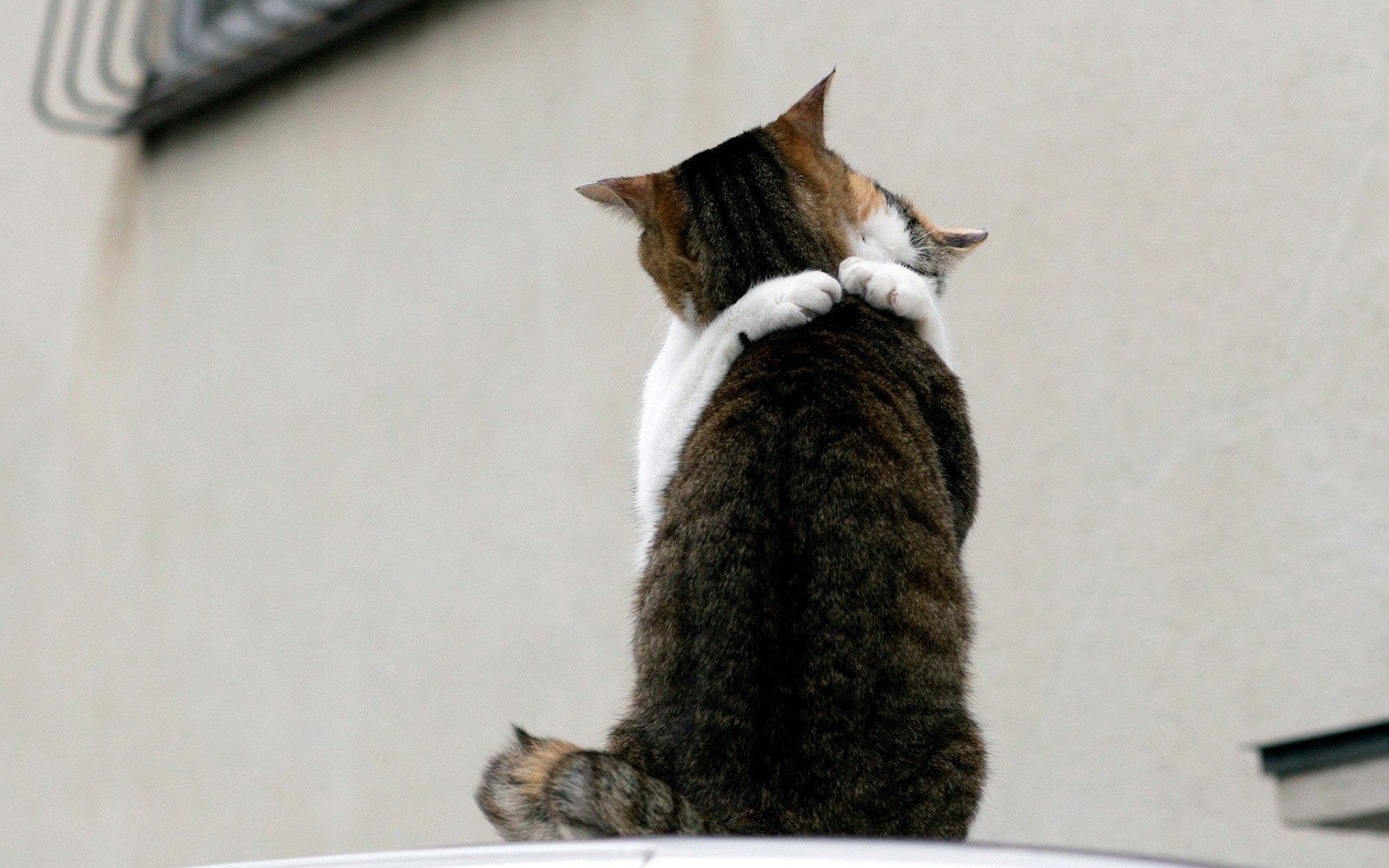 gatti incontro amore