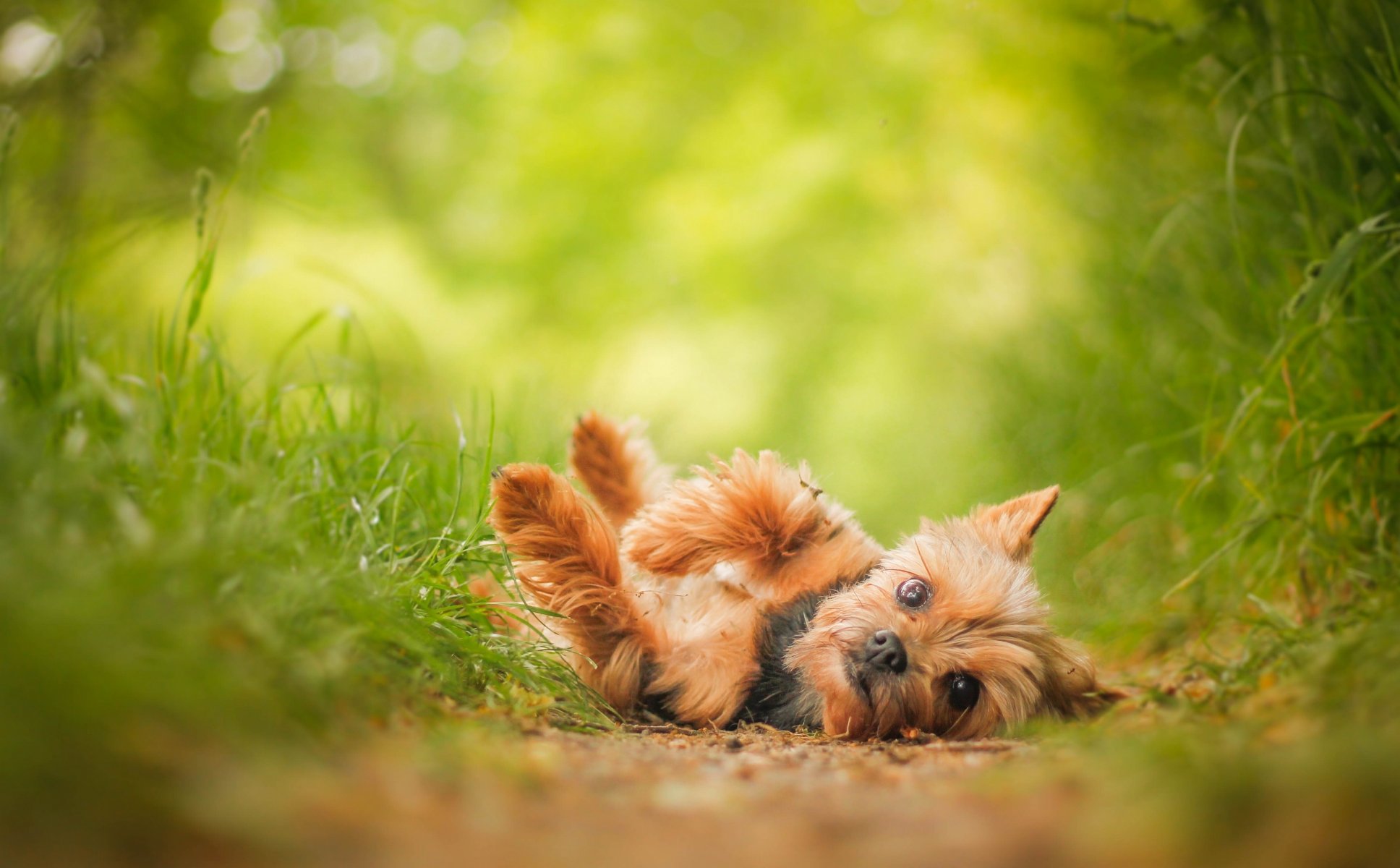 yorkshire terrier york cane vista