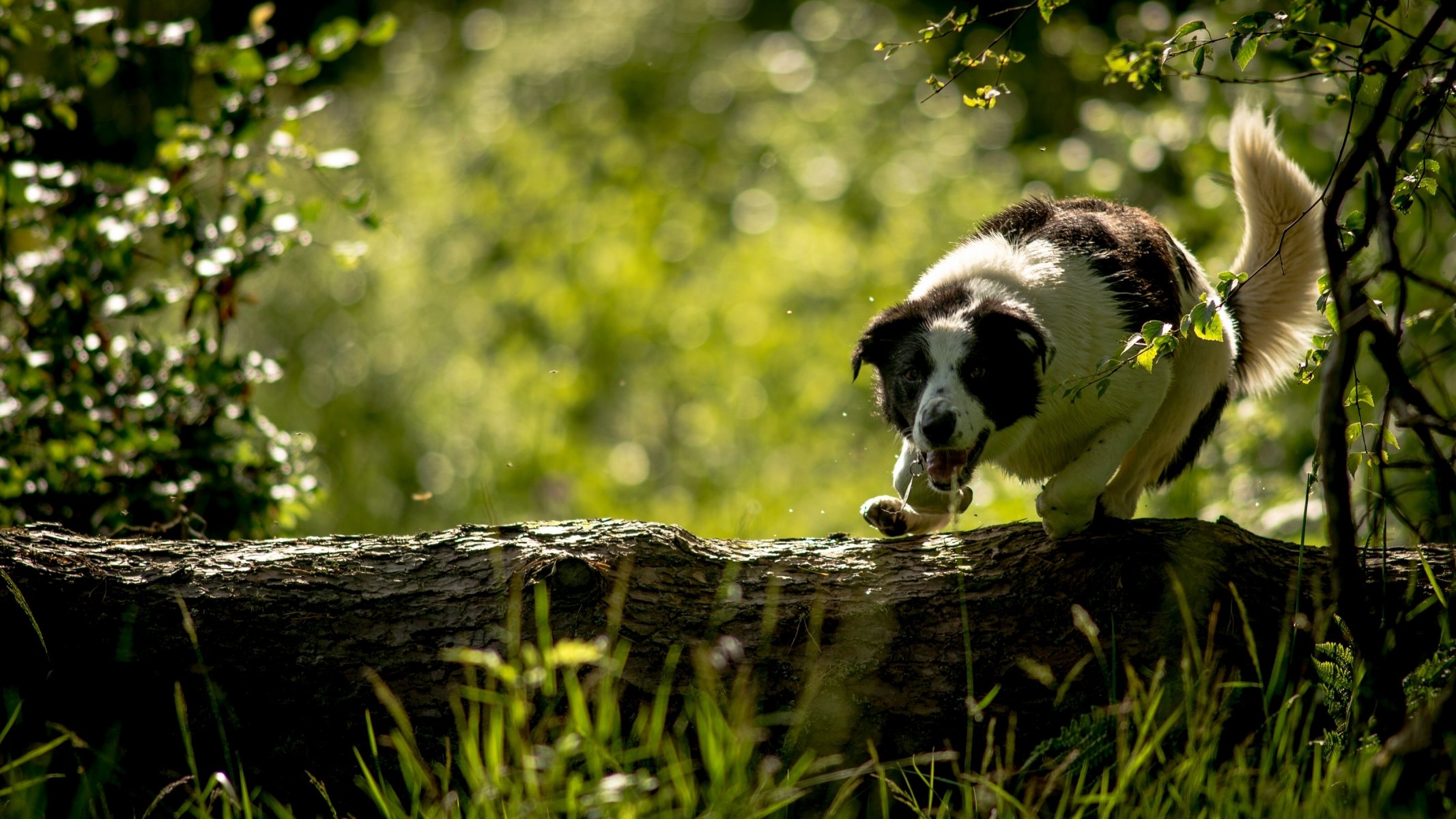 border collie pies kłoda