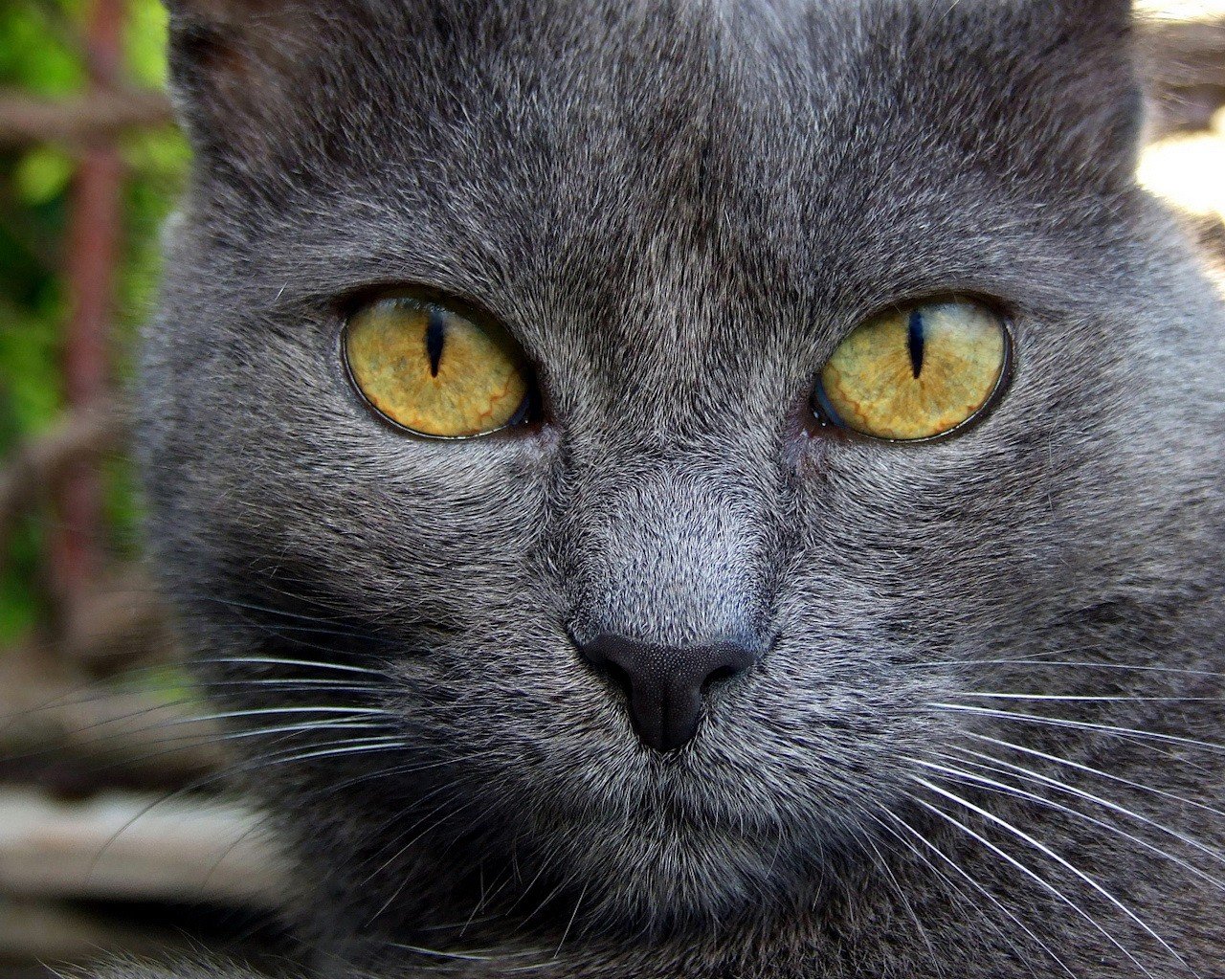 schwarz katze blick