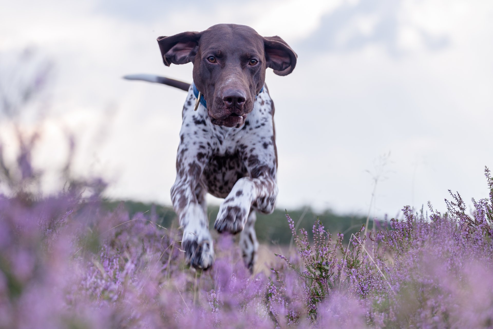 kurzhaar pointer tedesco cane tedesco a pelo corto cane passeggiata corsa erica prato