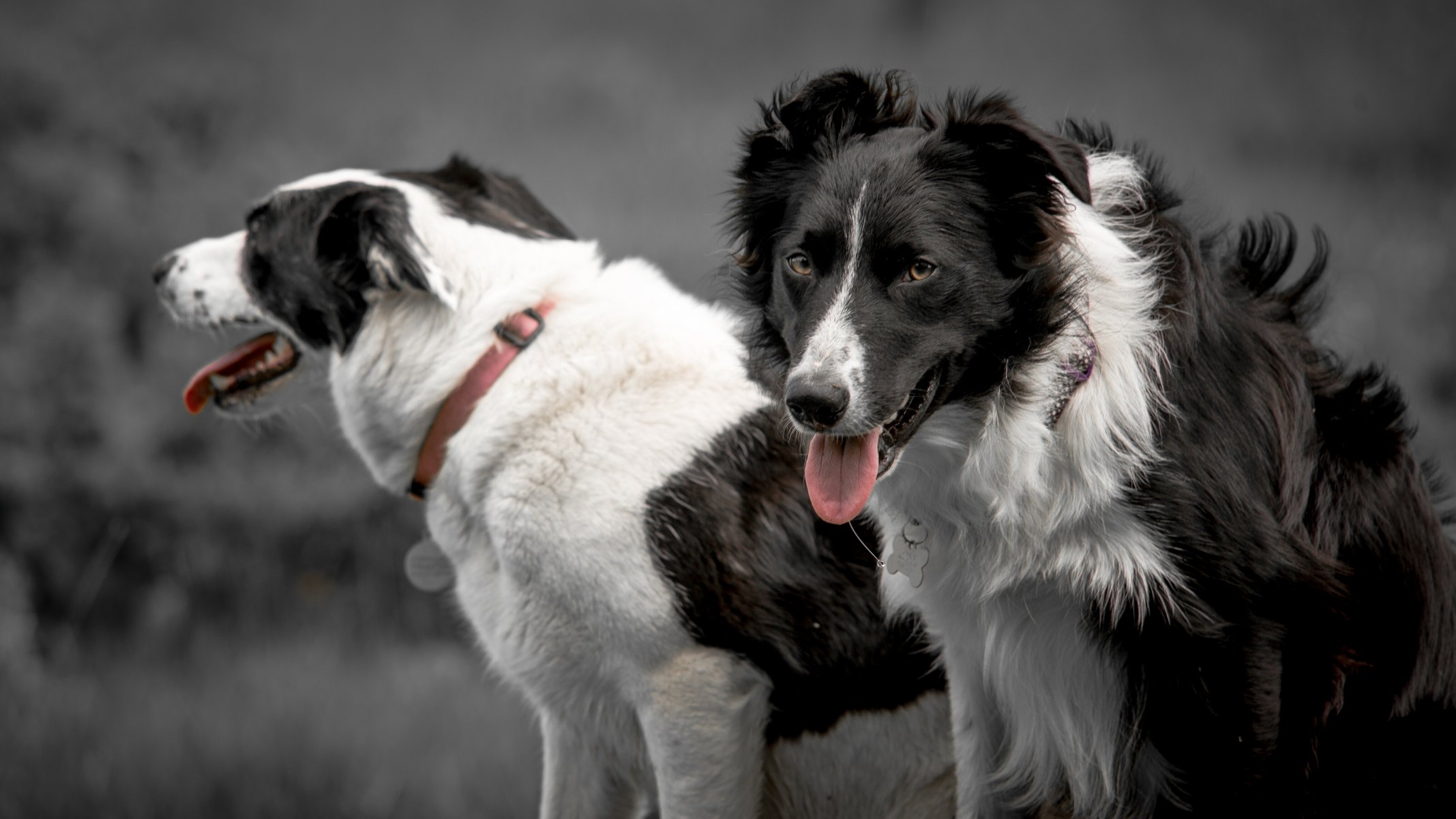 border collie chiens vue langue collier