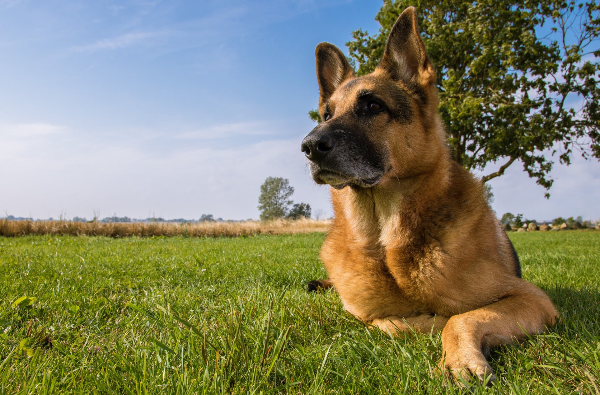 berger allemand berger chien prairie