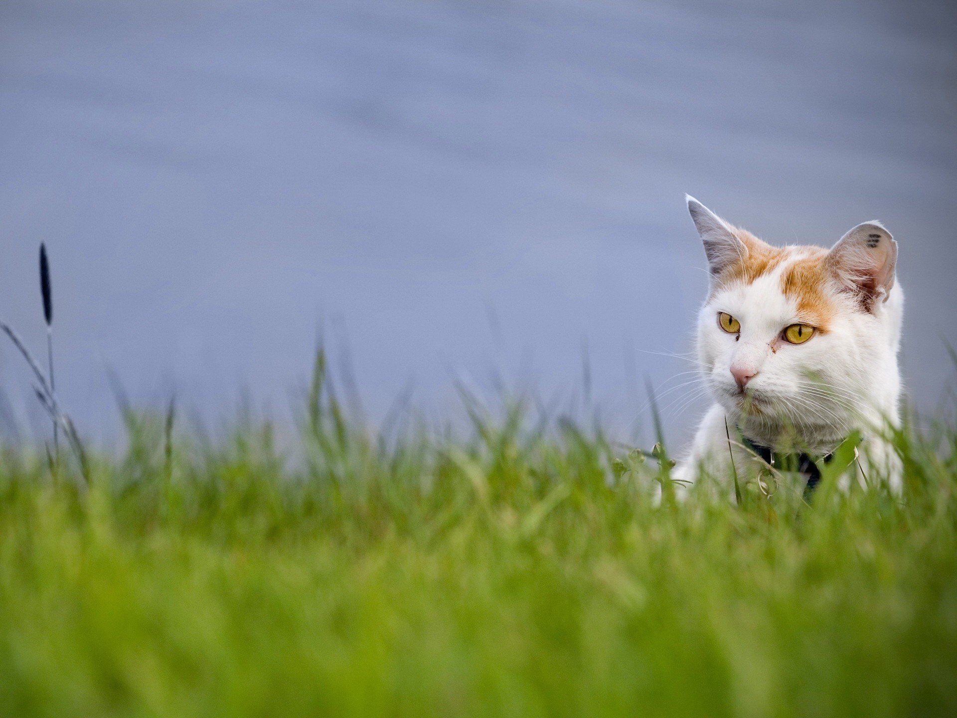 gatto erba verde vista