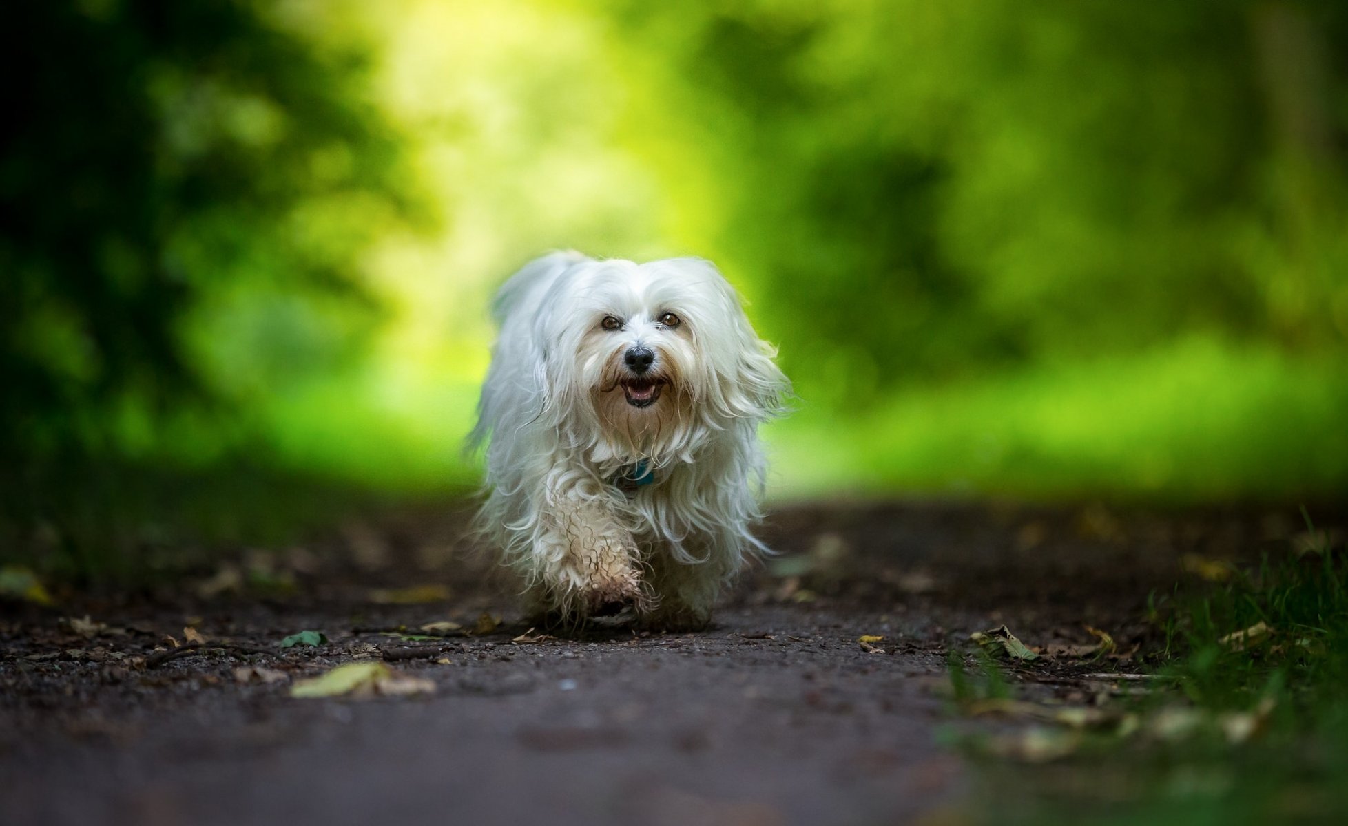 havaneser bichon hund spaziergang