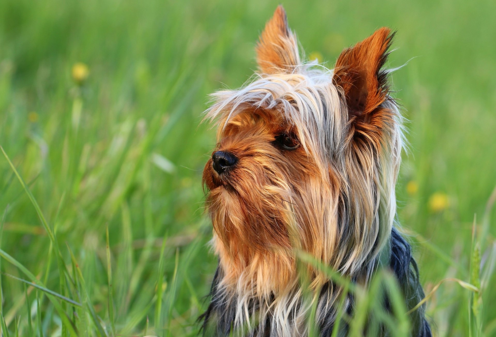 yorkshire terrier york perro hocico hierba