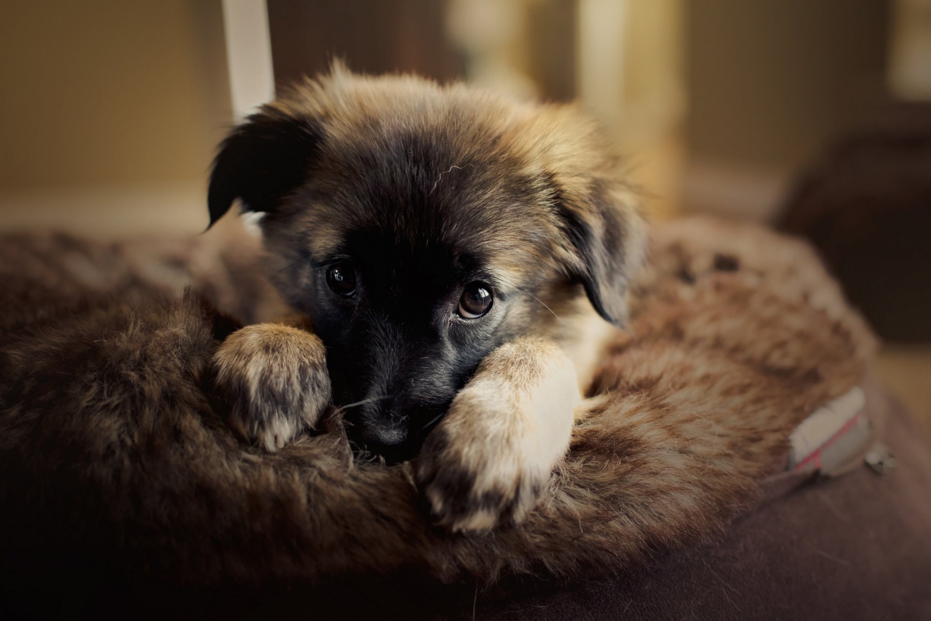 perro cachorro mirada