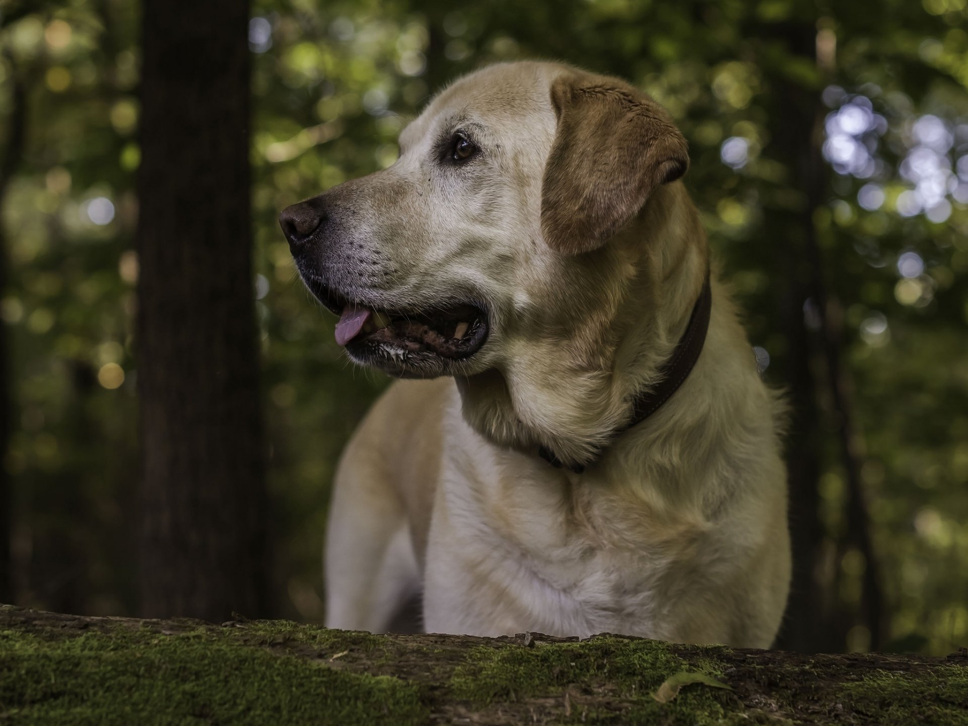 labrador retriever perro