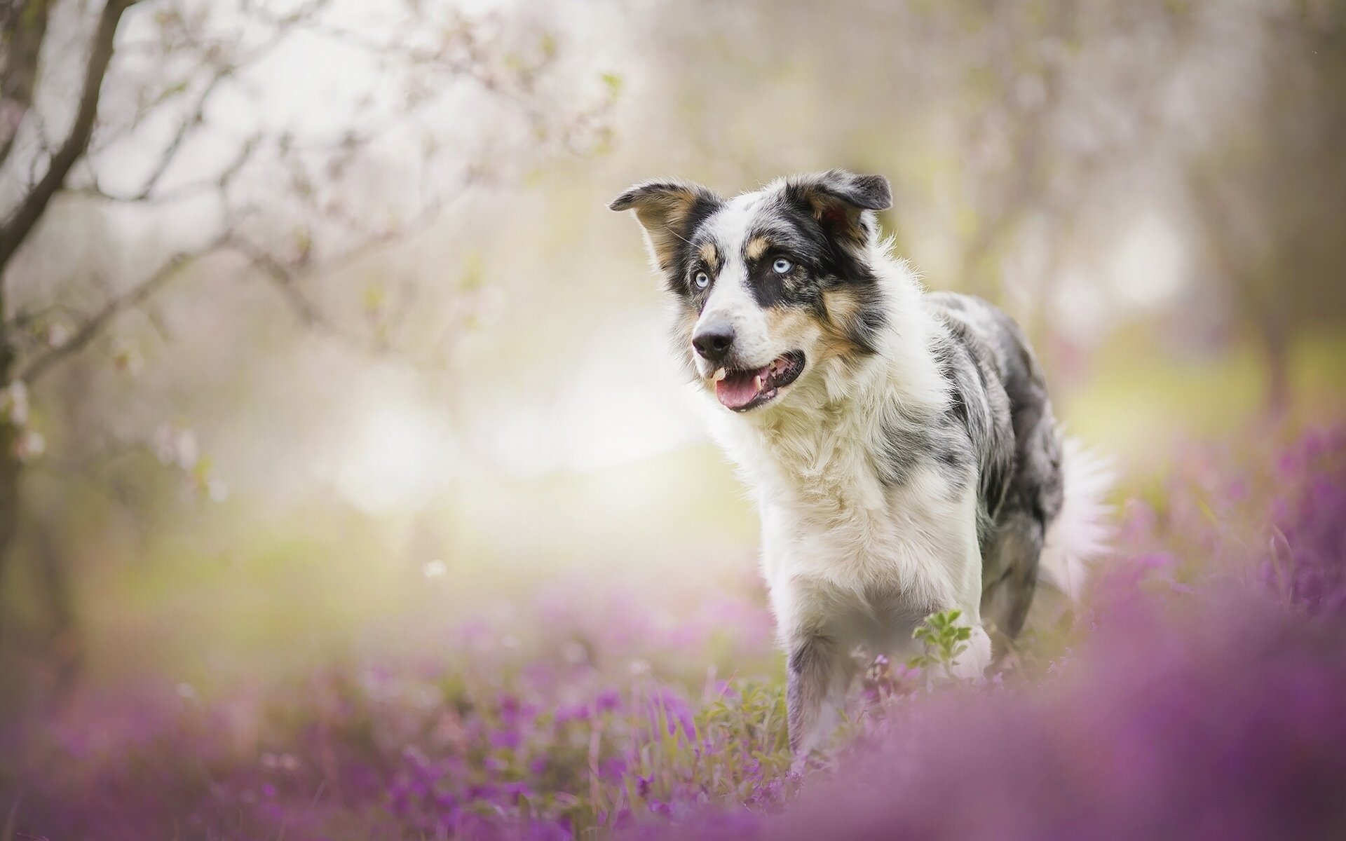 border collie chien fleurs bokeh