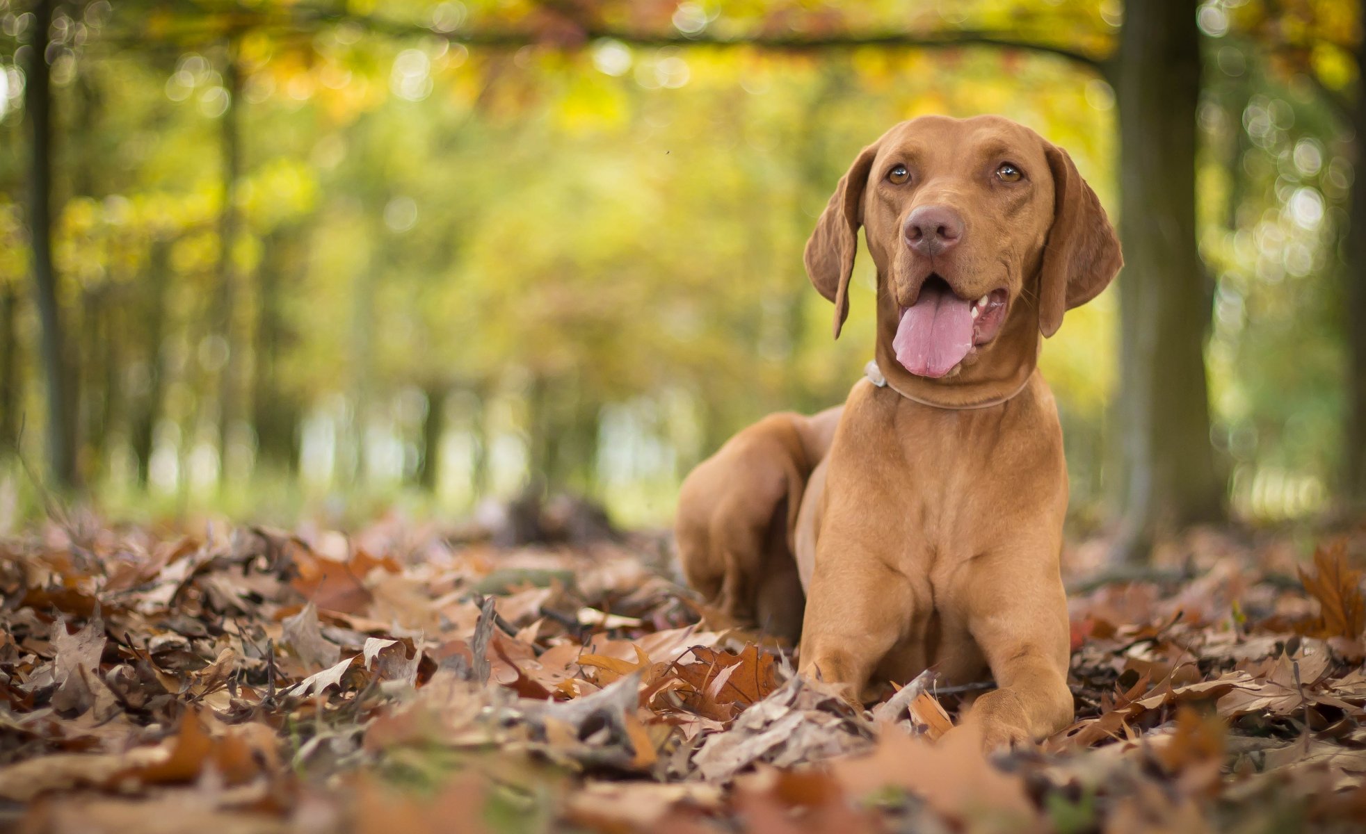 hongrois chien feuilles automne bokeh