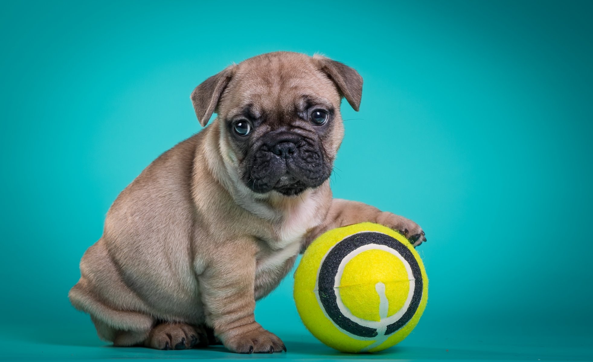 french bulldog puppy ball