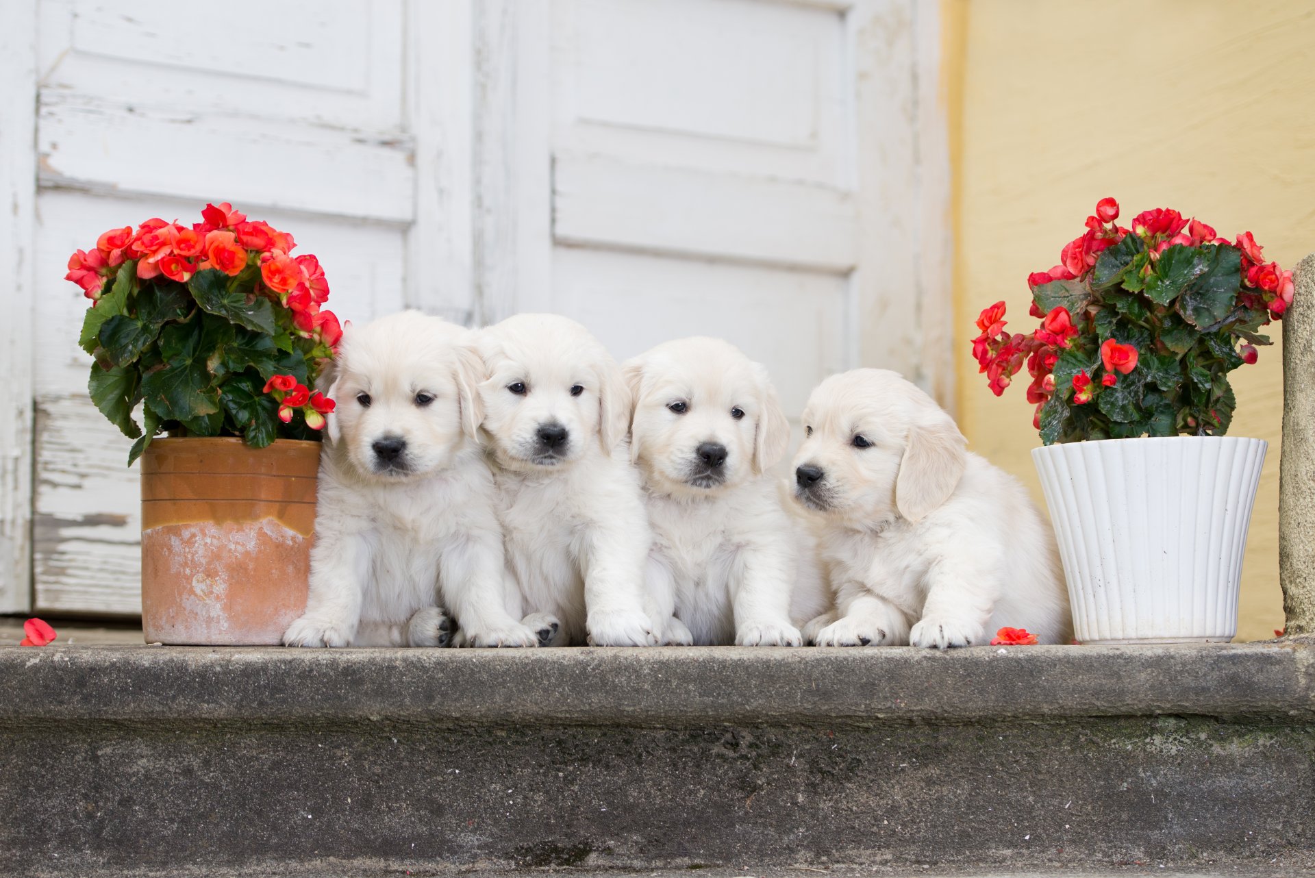 chiens chiots quatuor fleurs bégonia