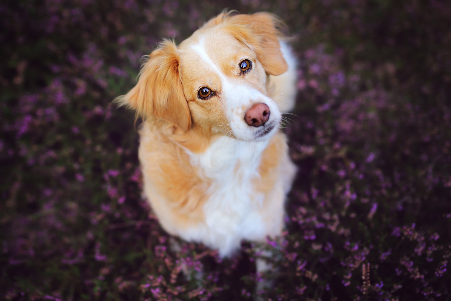 perro hocico mirada