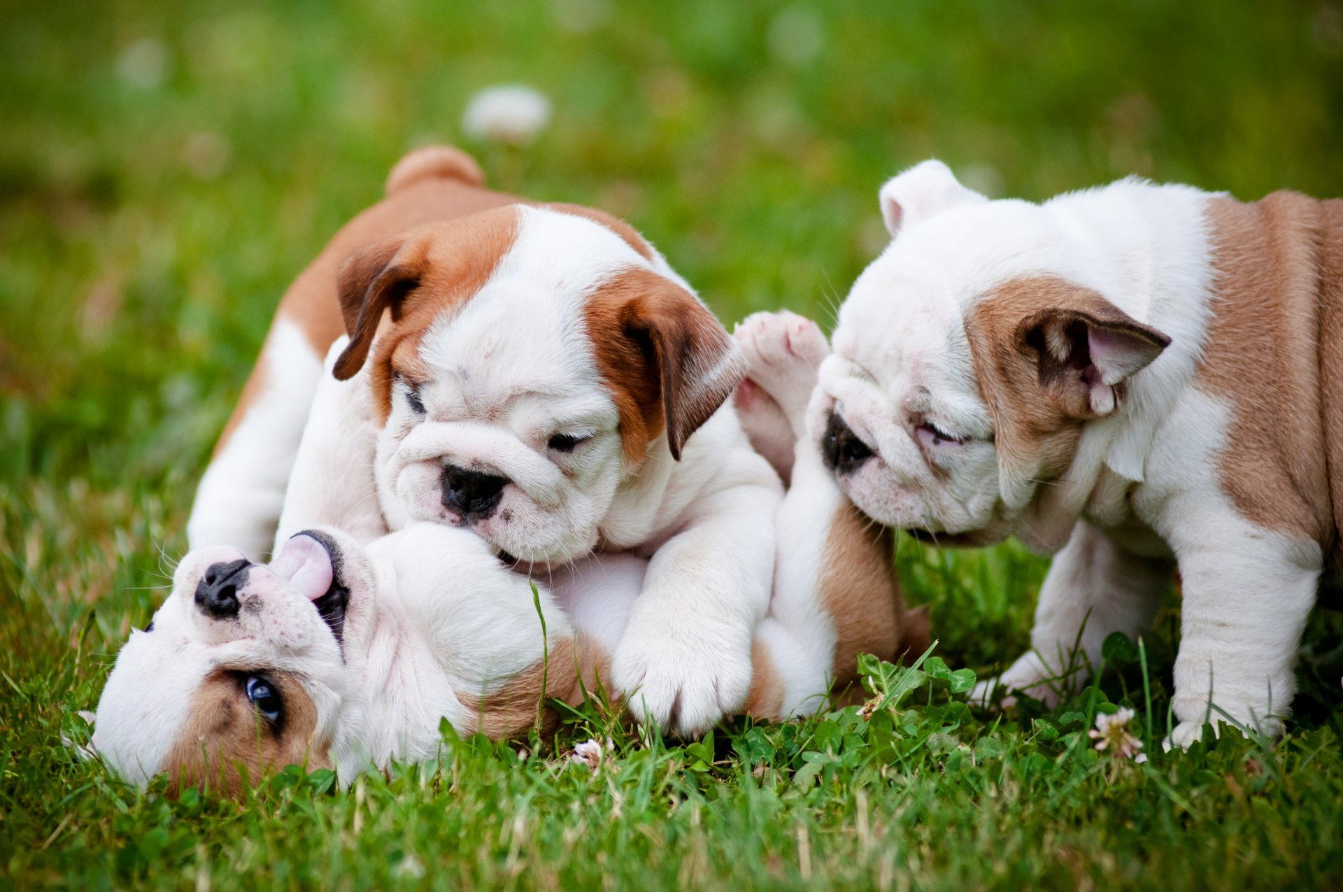 bulldog inglés perros cachorros trinidad juego