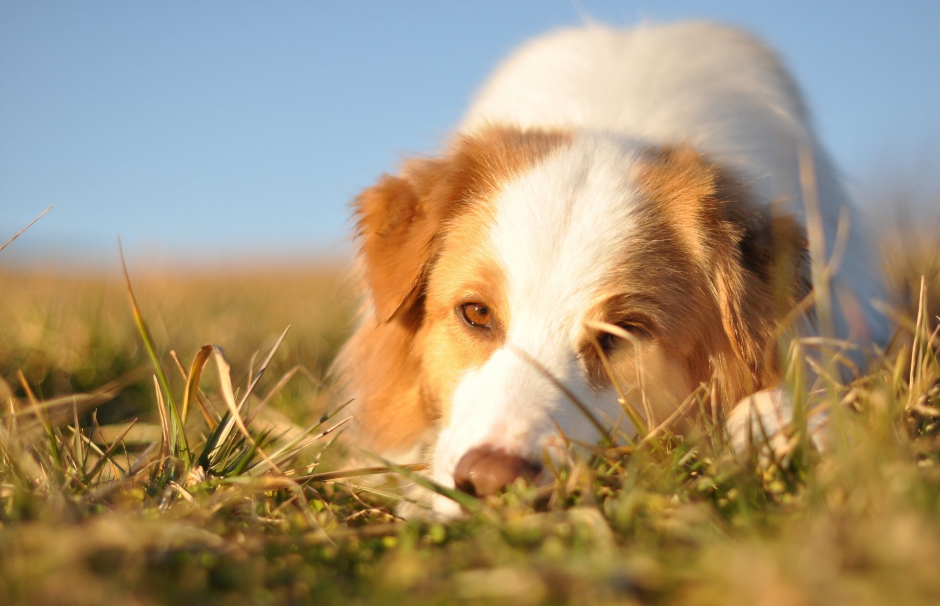 chien de berger australien museau