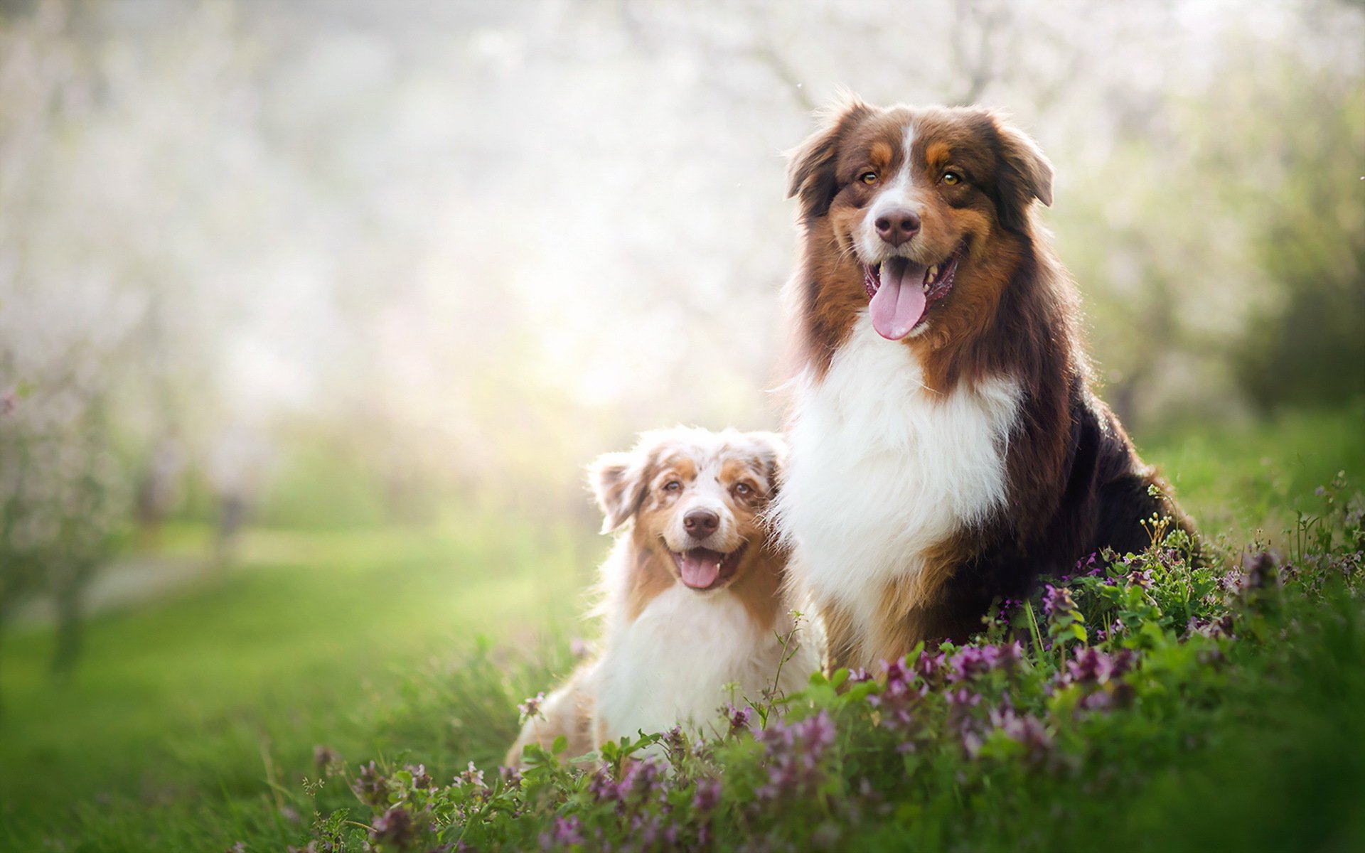 chiens été nature