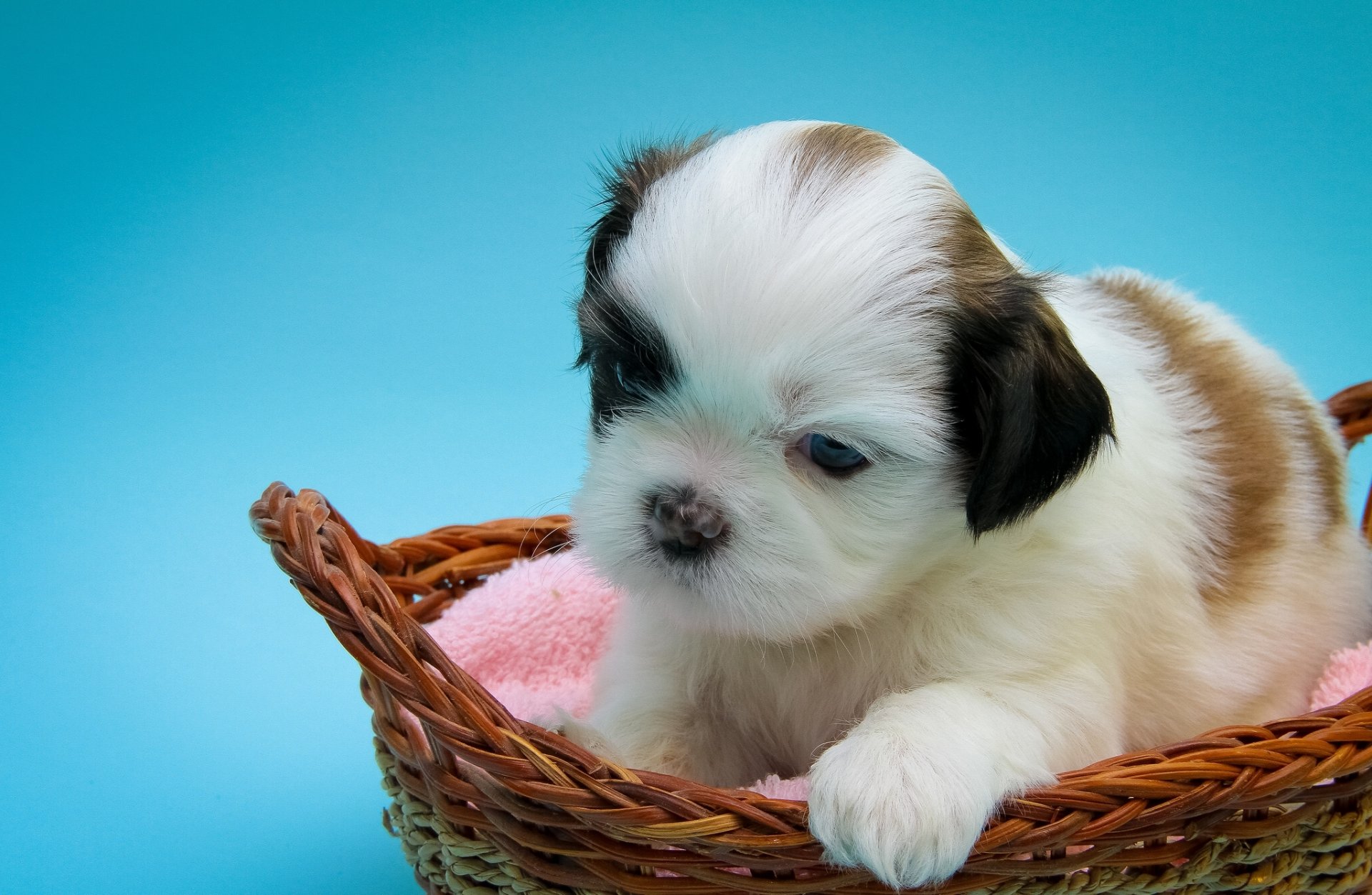 shih tzu chien chiot enfant panier