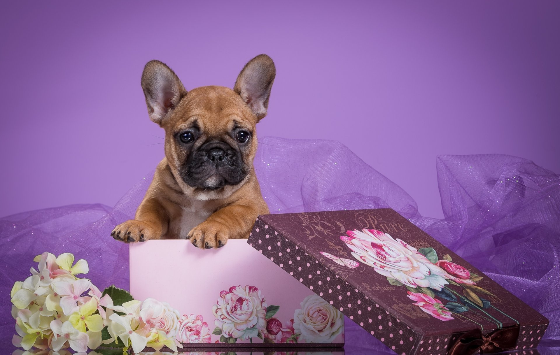 französische bulldogge welpe schleier blumen box