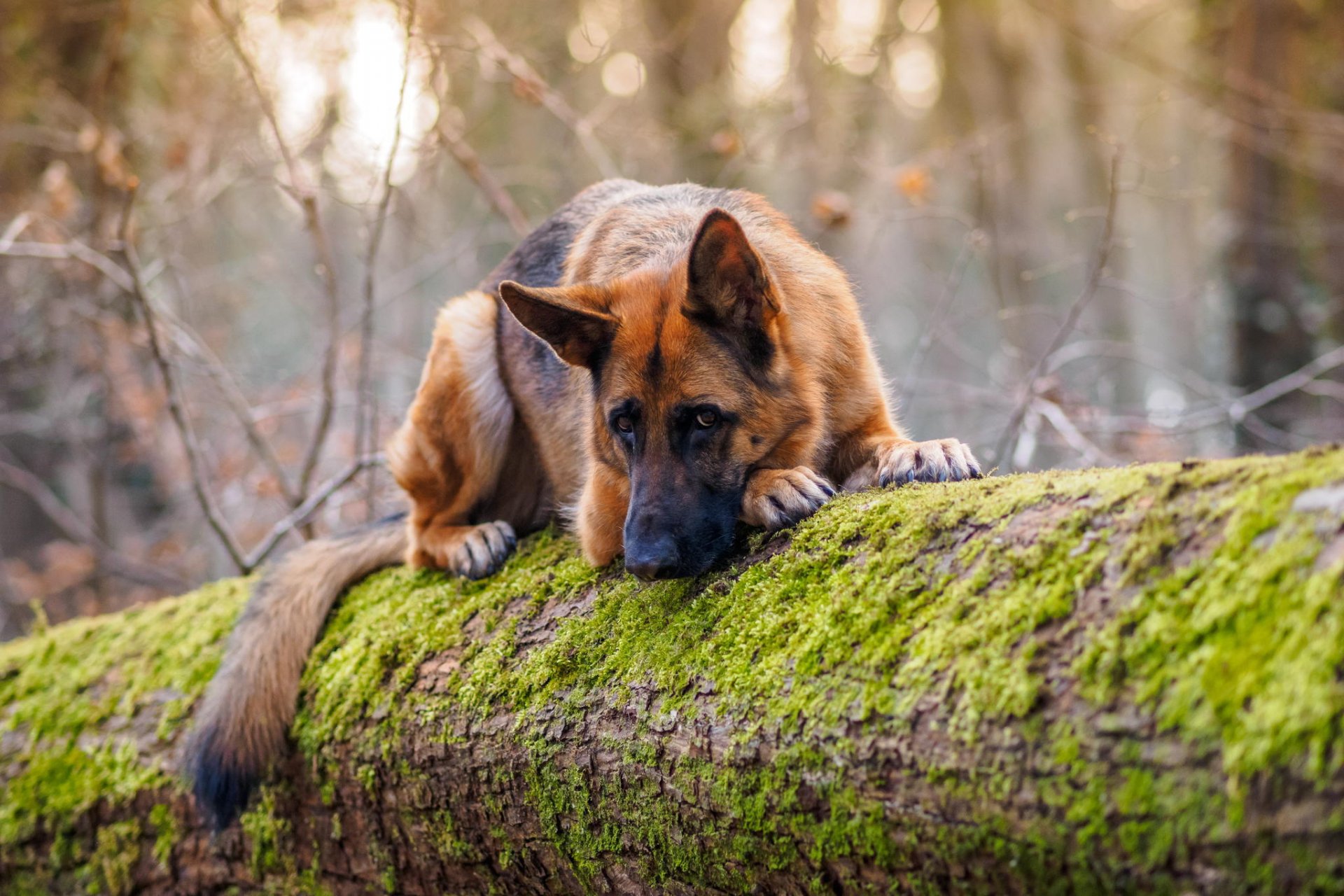 hund schäferhund blick natur