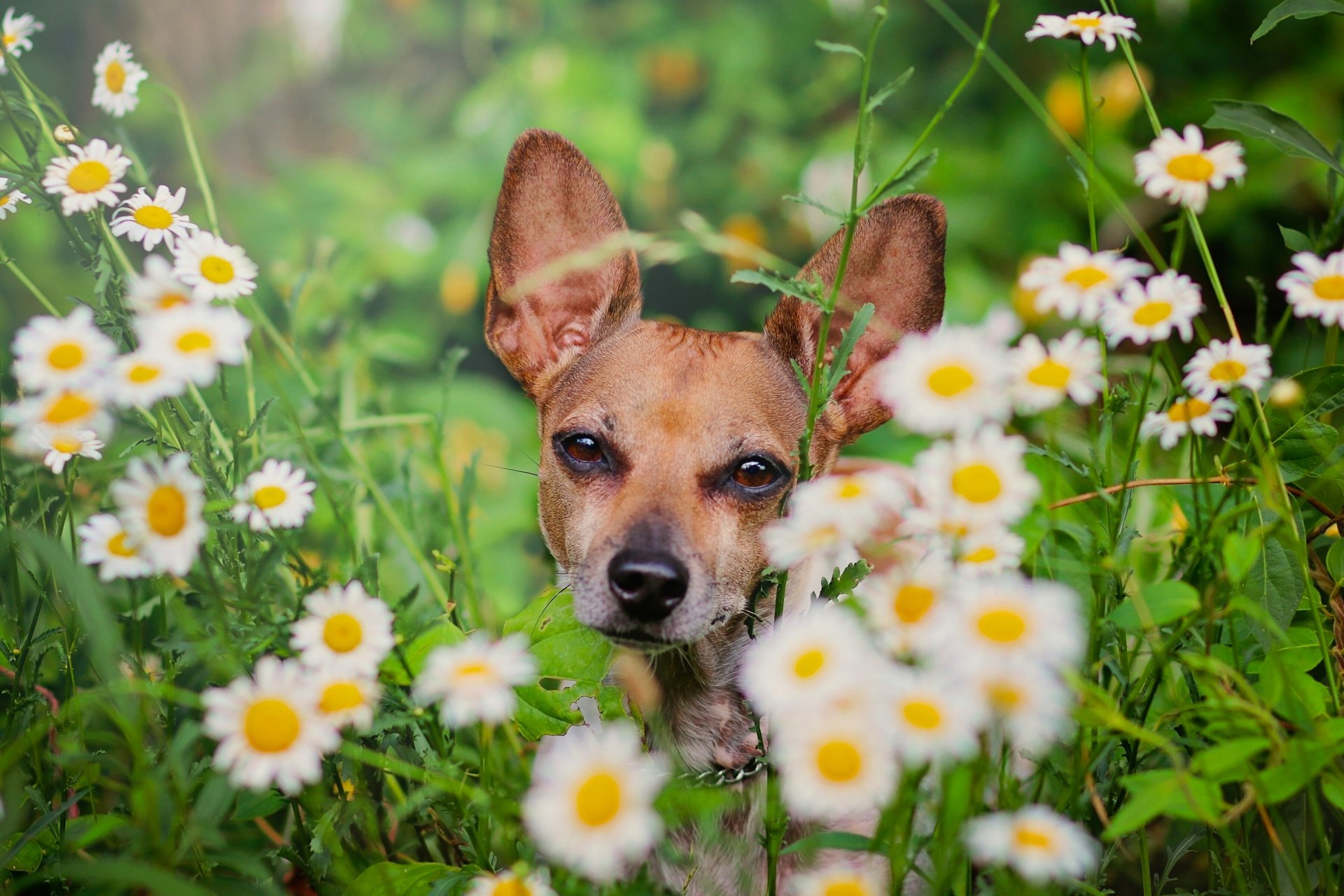 perro cara margaritas flores