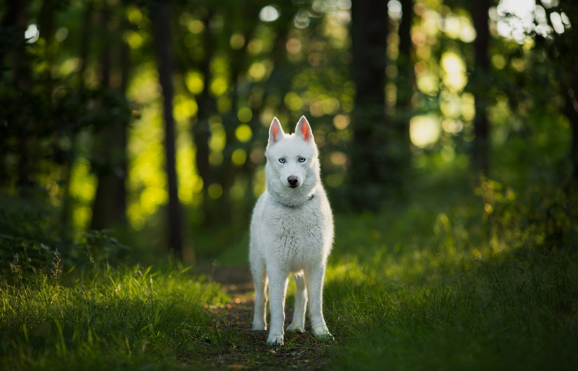 dog view forest