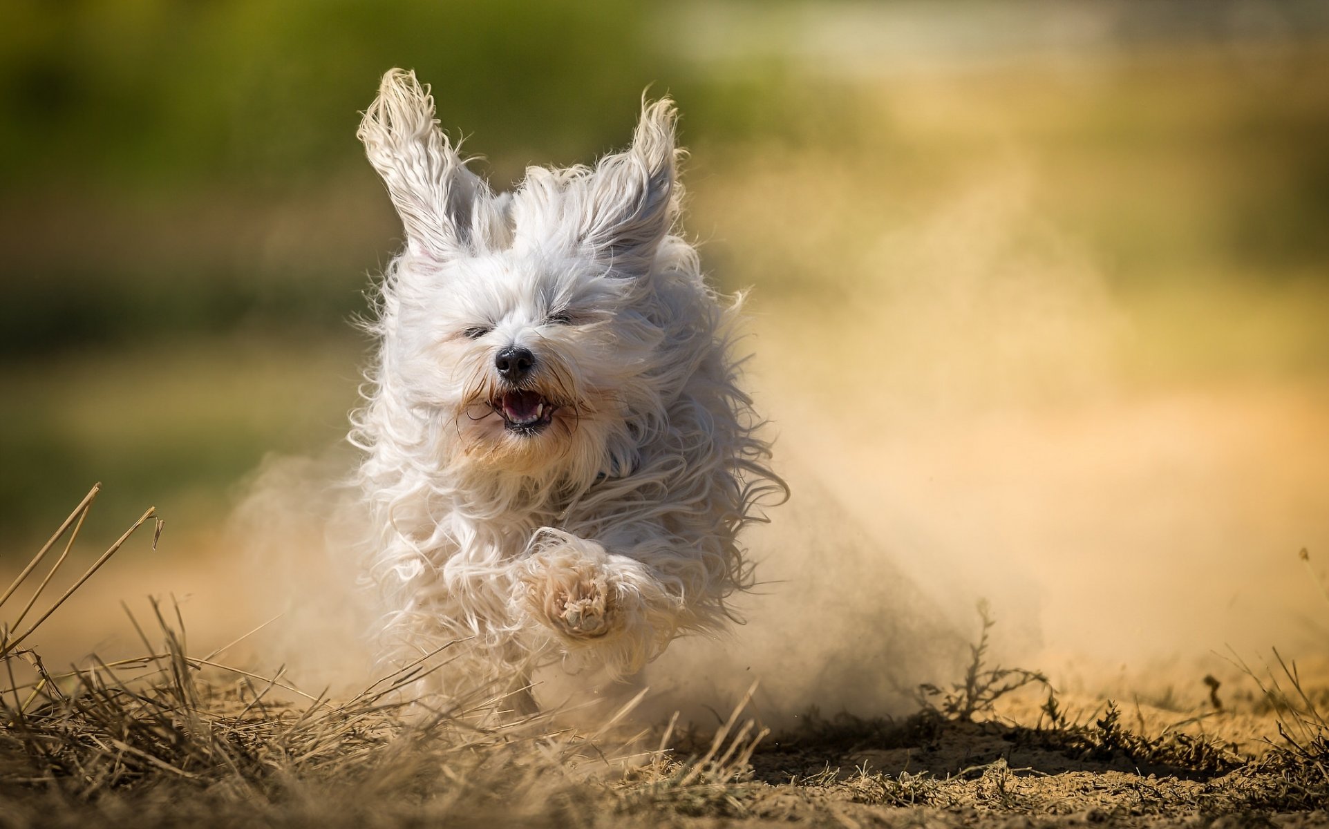 bichon havanais chien shaggy course poussière