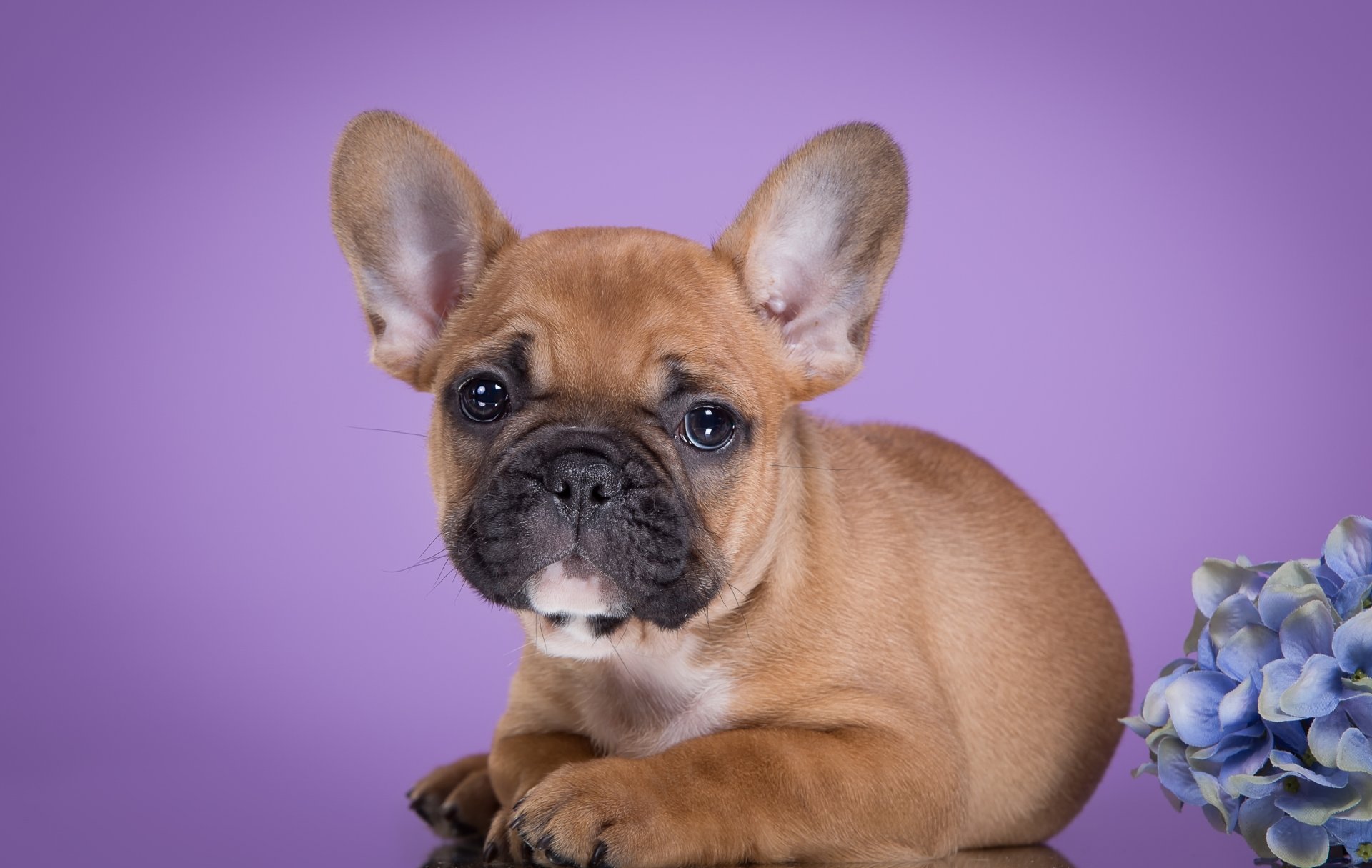 chiot bouledogue français hortensia