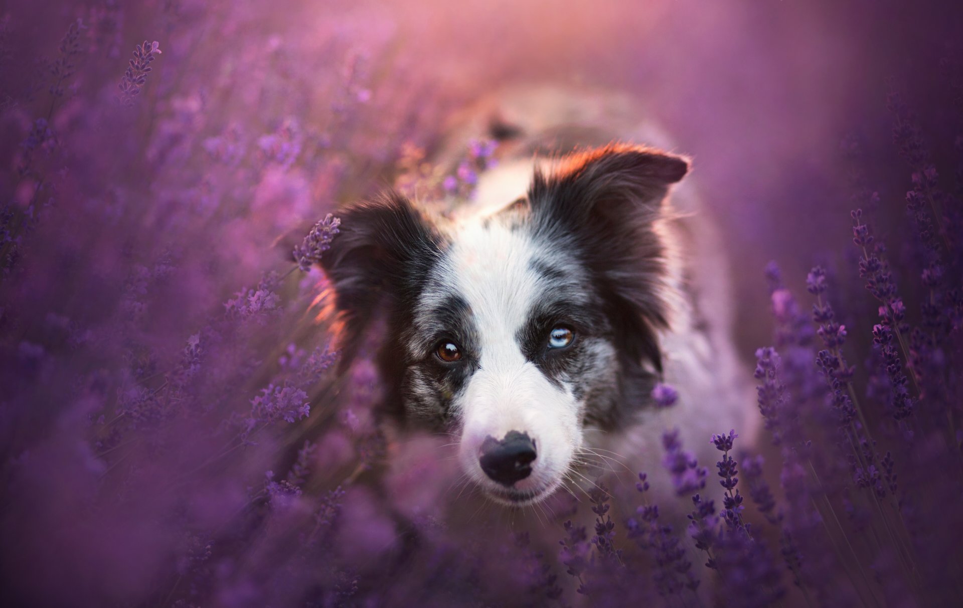 border collie pies pysk spojrzenie lawenda kwiaty