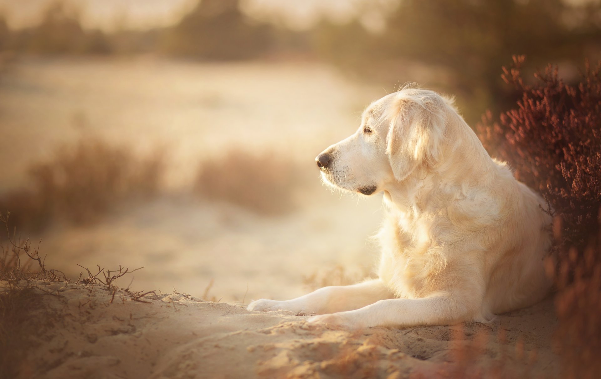 golden retriever golden retriever hund sand