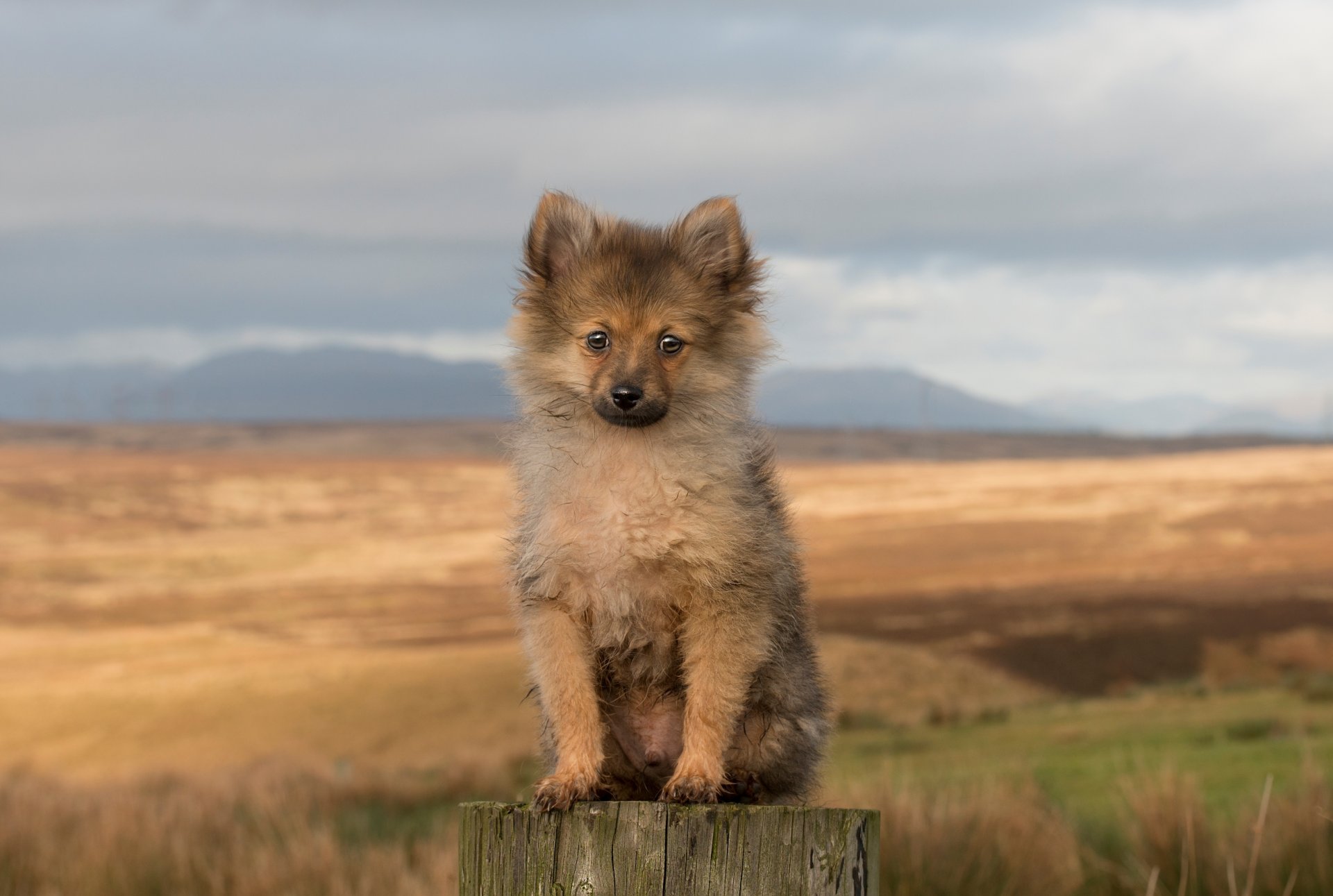 chien vue ami chiot