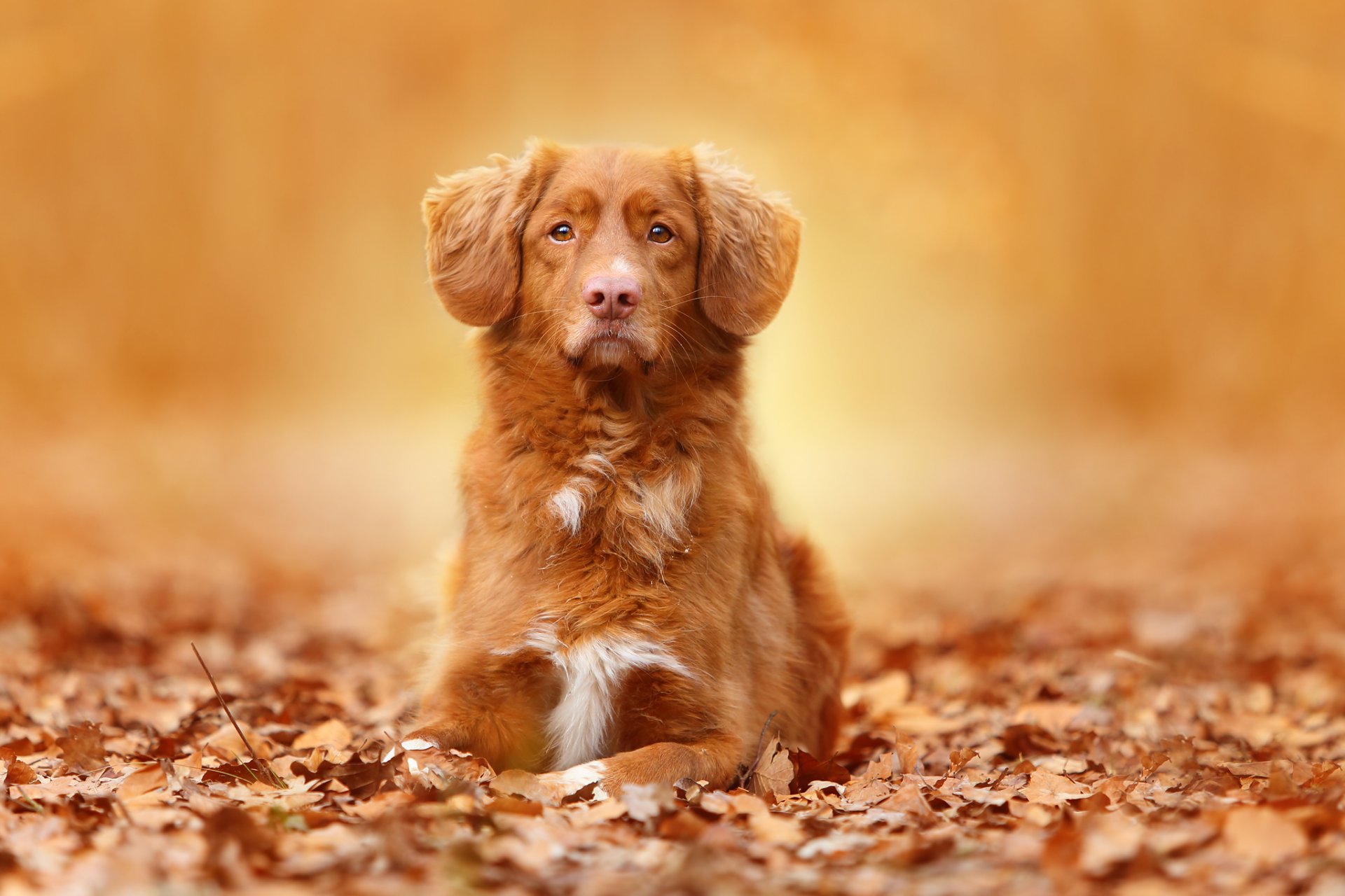 perro mirada retrato hojas otoño